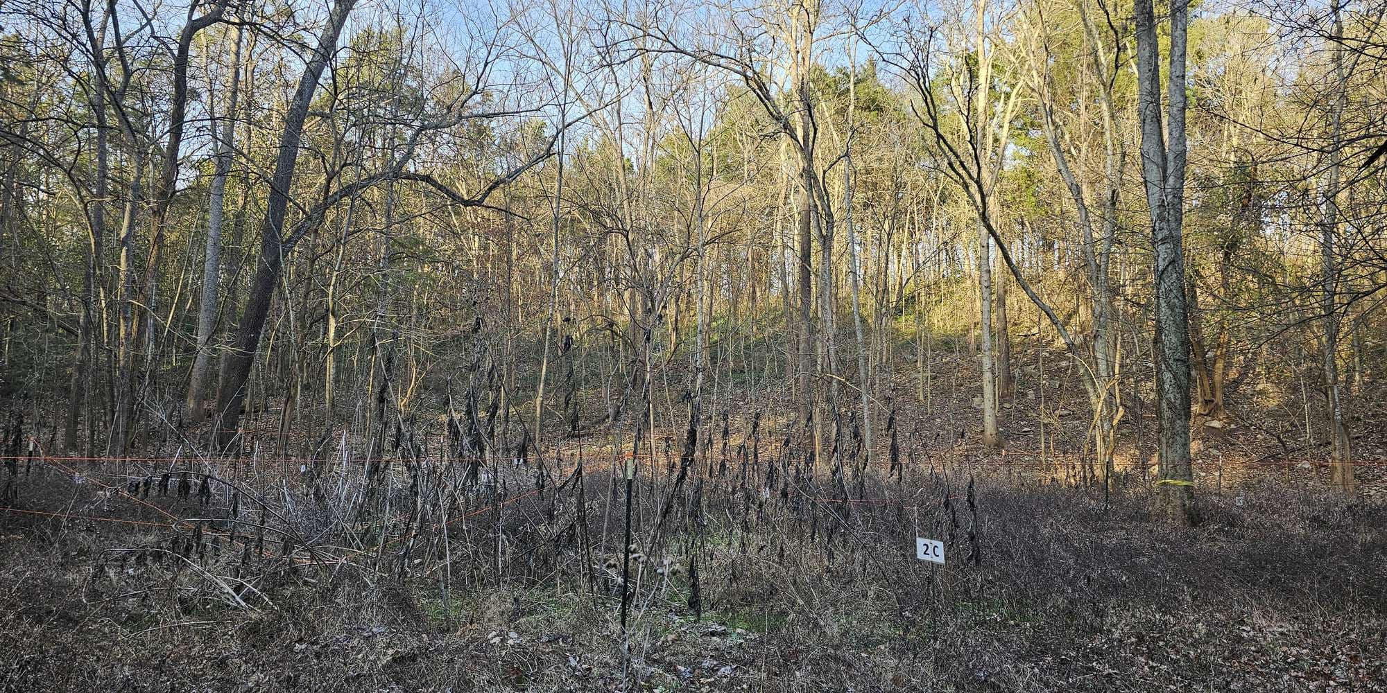 Second image to compare