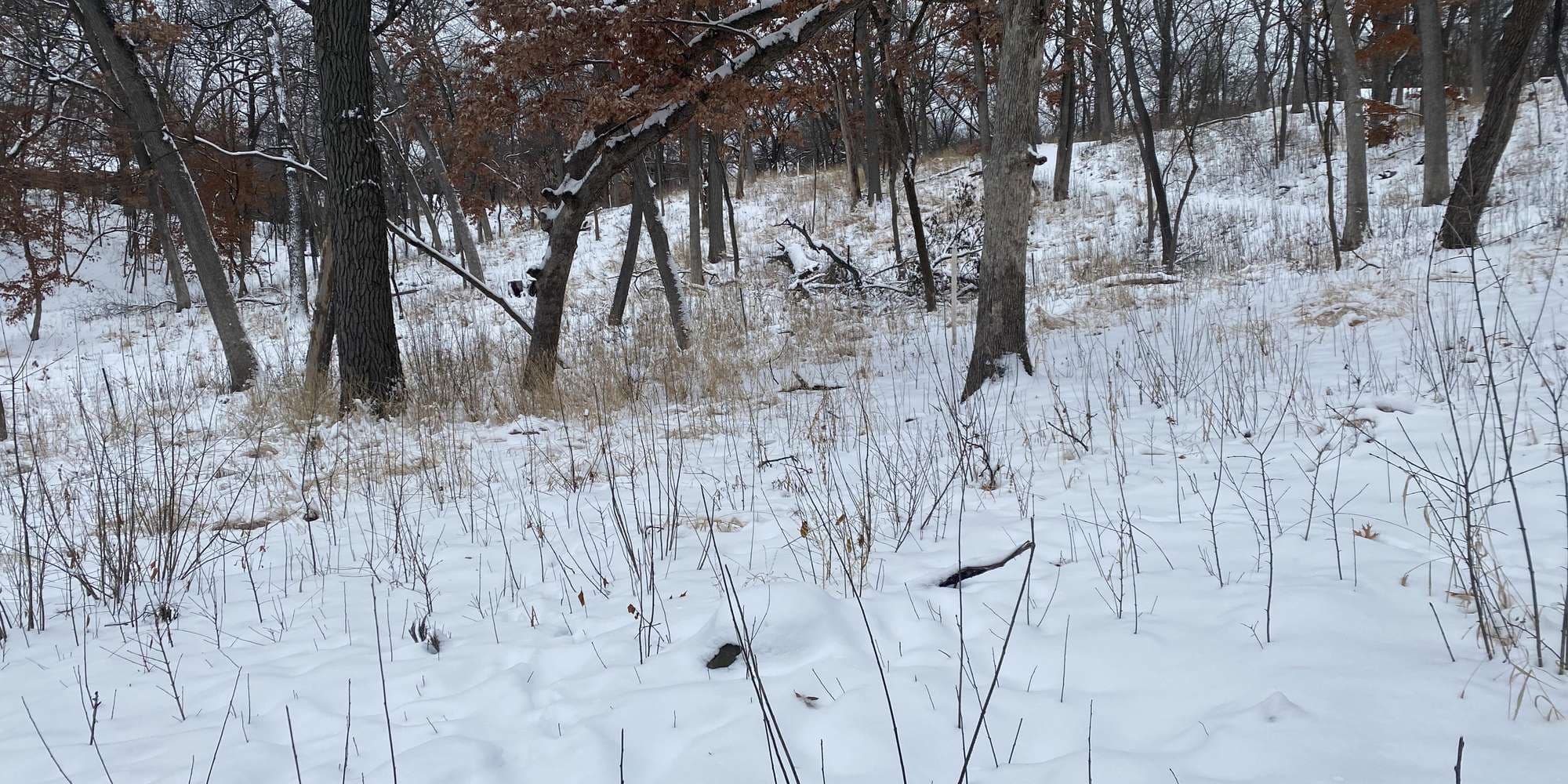 Second image to compare