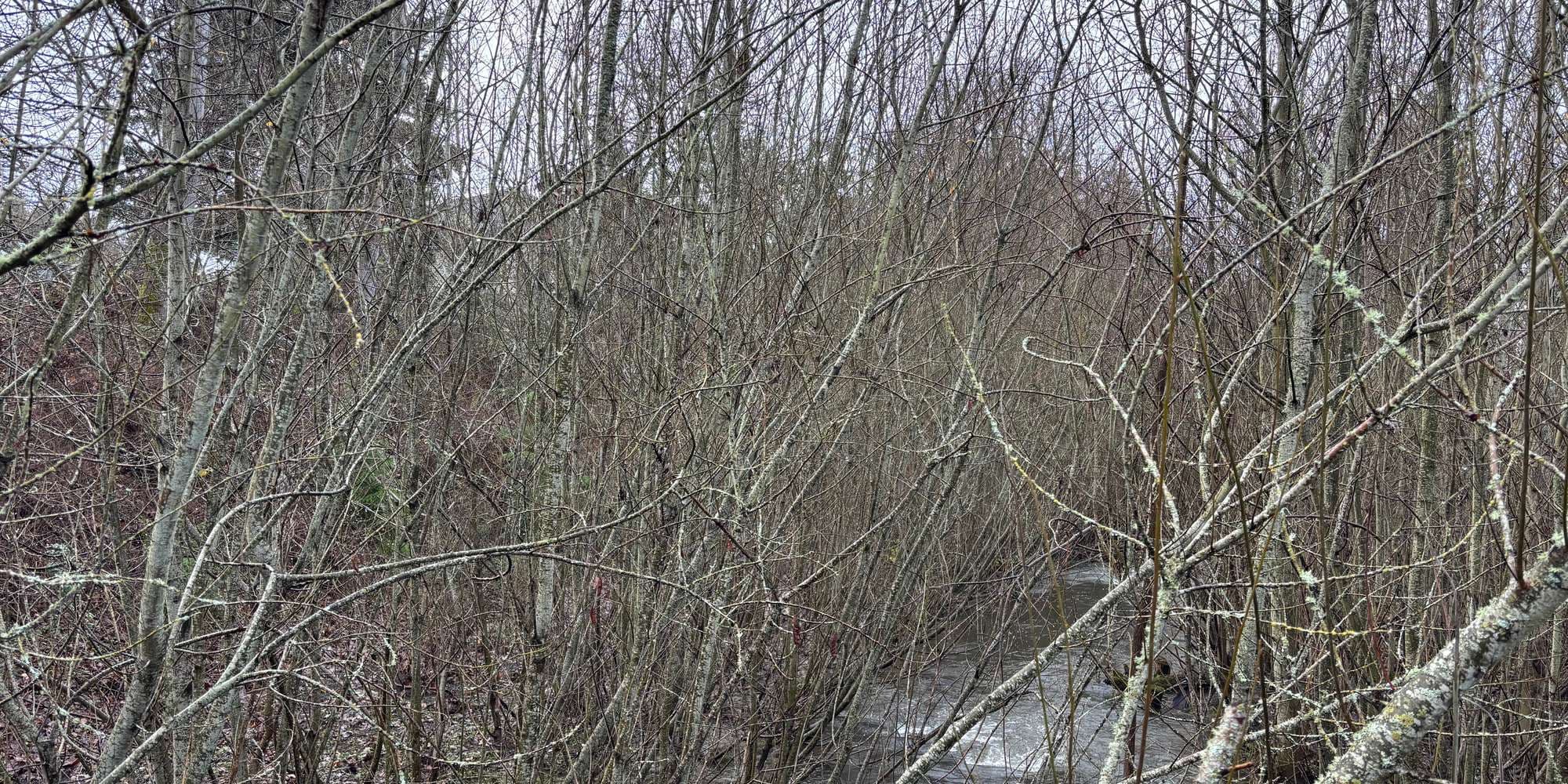 Second image to compare