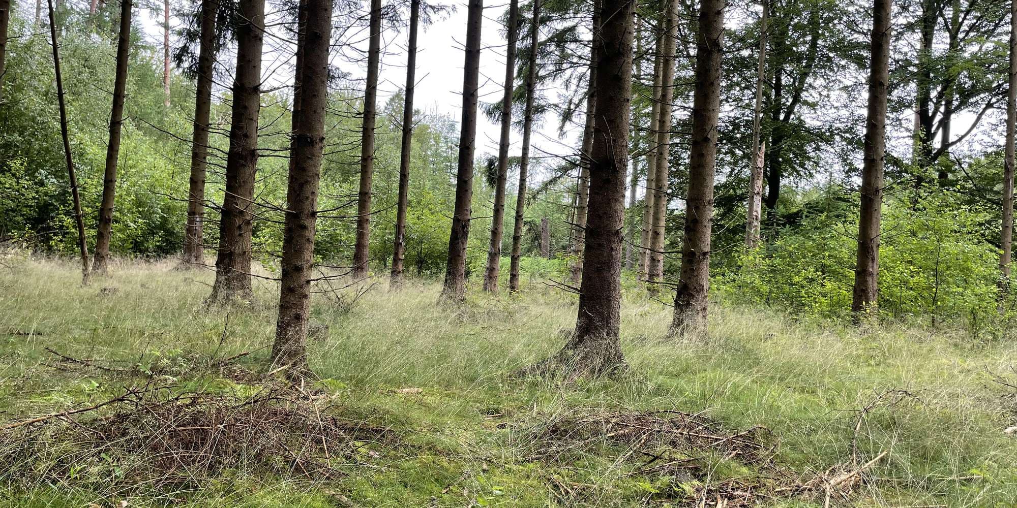 First image to compare