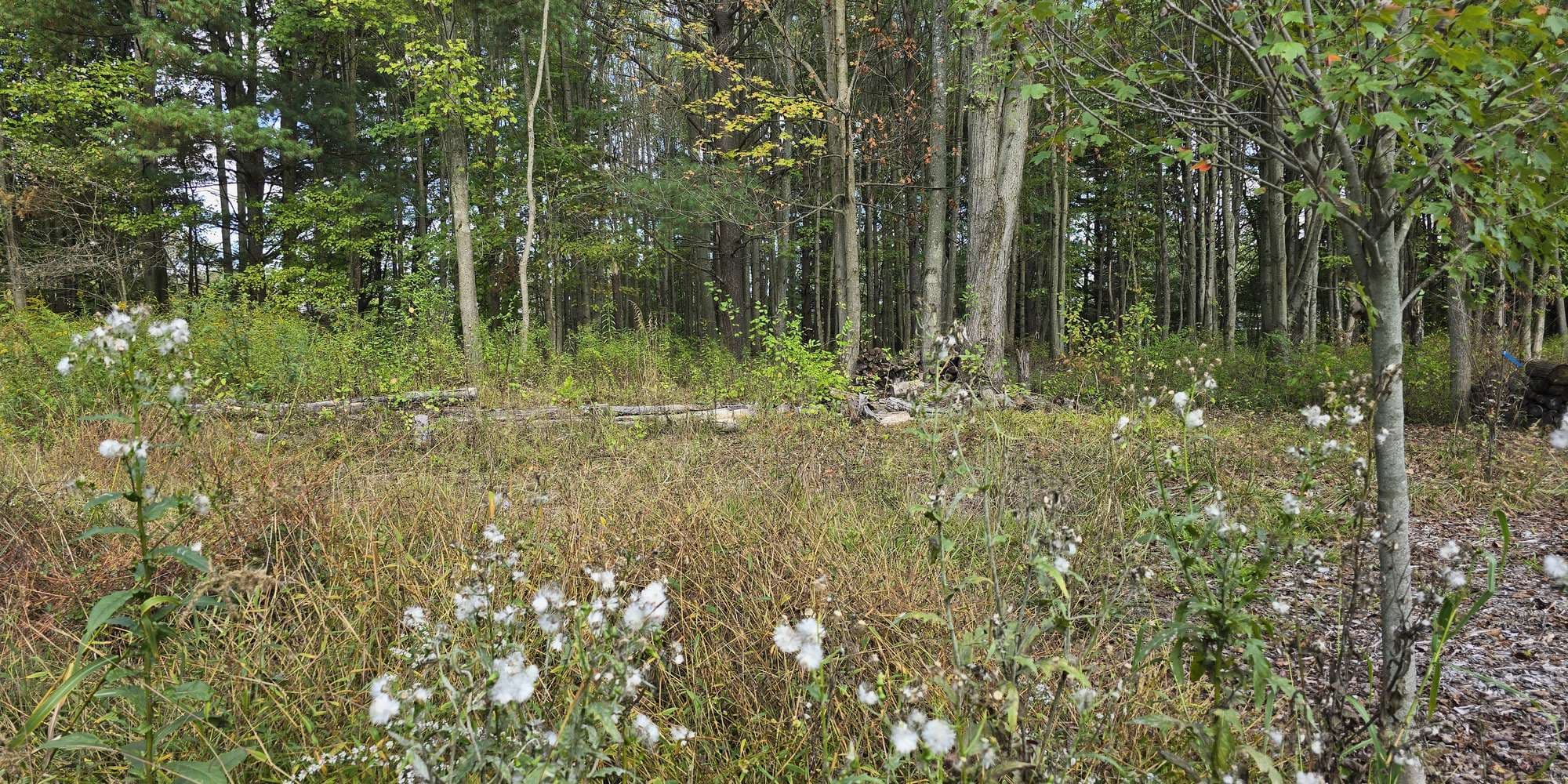 Second image to compare