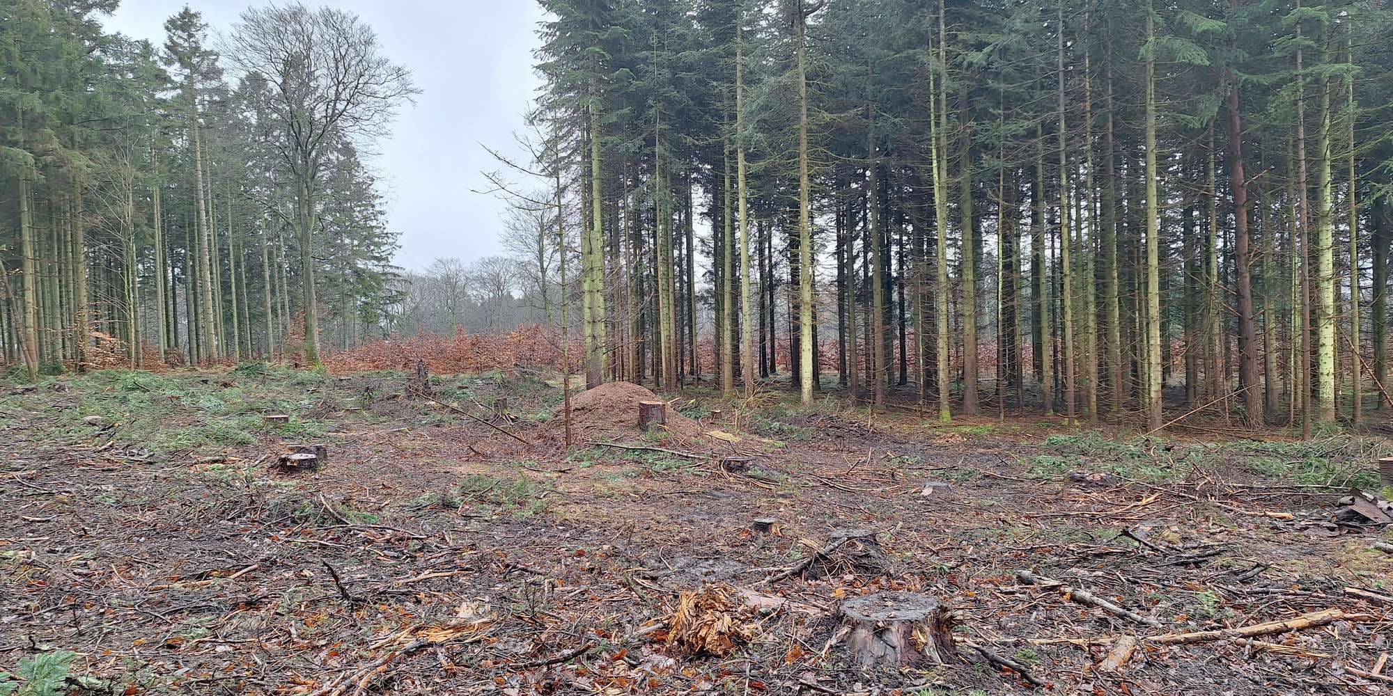 First image to compare