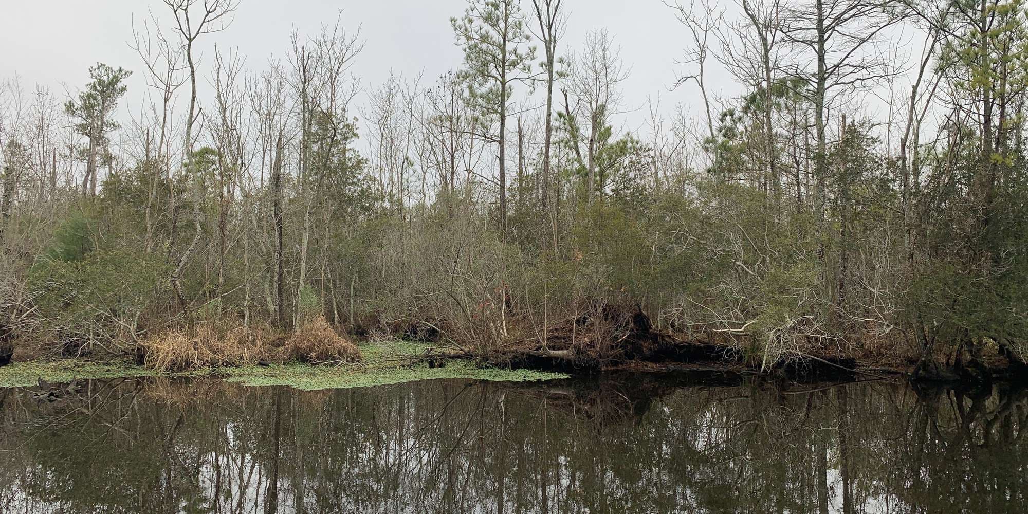 Second image to compare