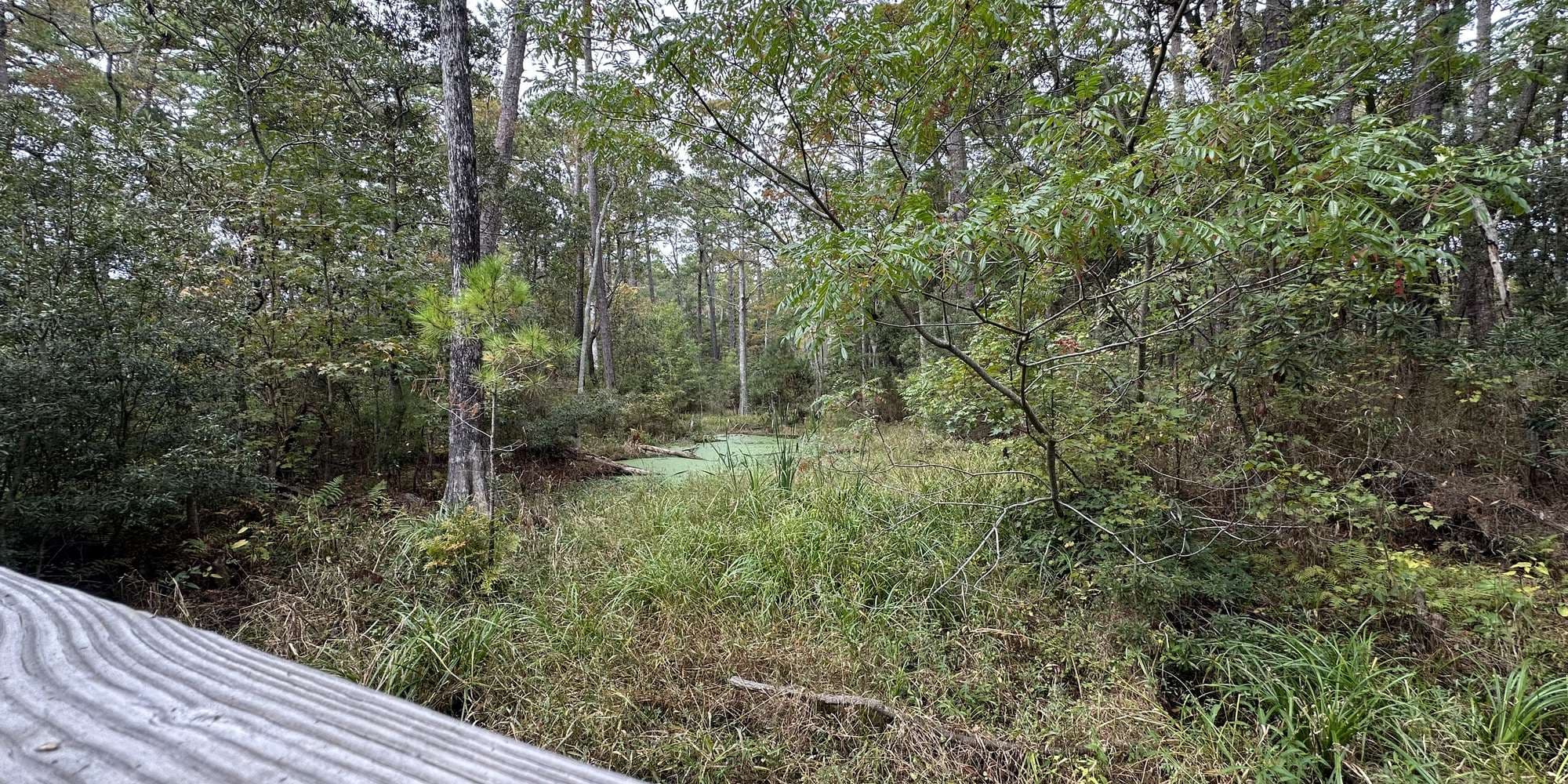 Second image to compare