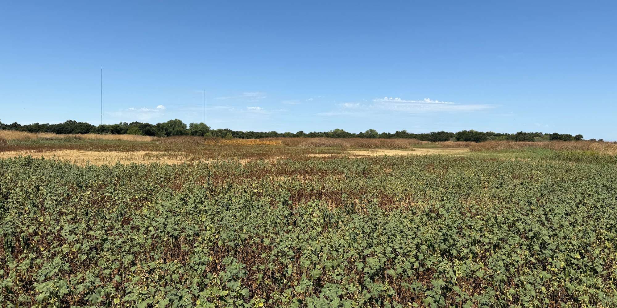 First image to compare