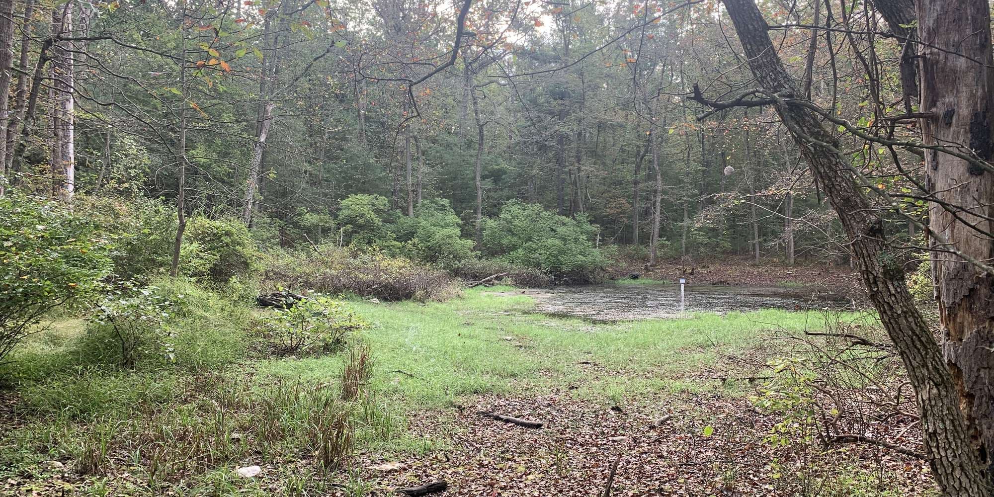 Second image to compare