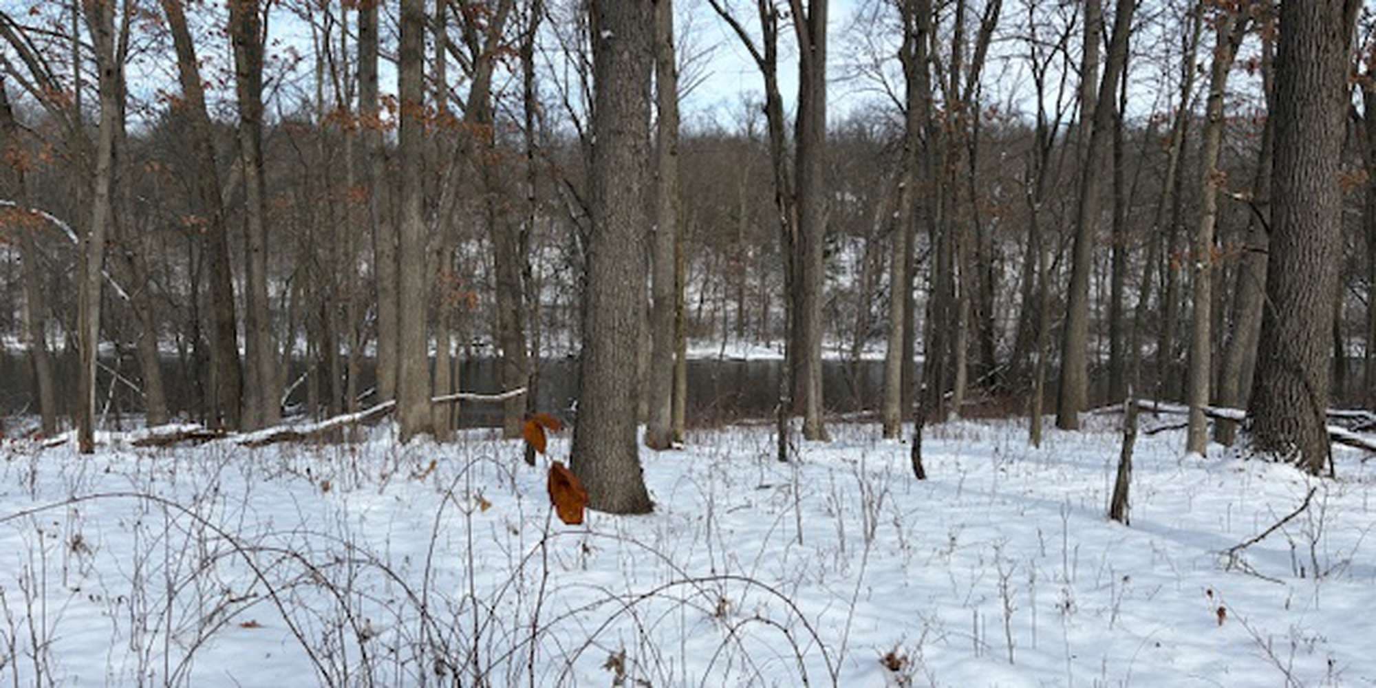 Second image to compare