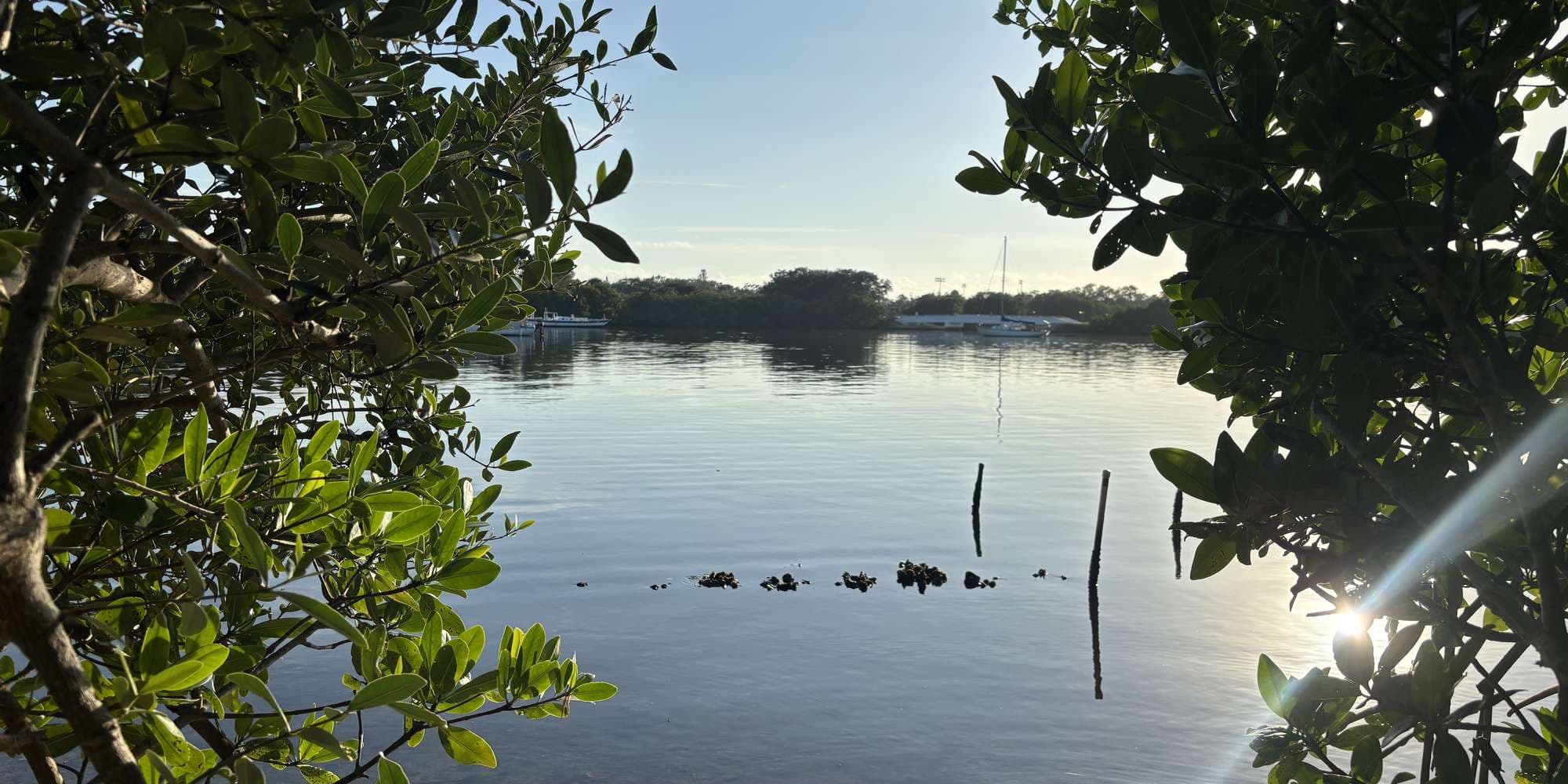 Second image to compare