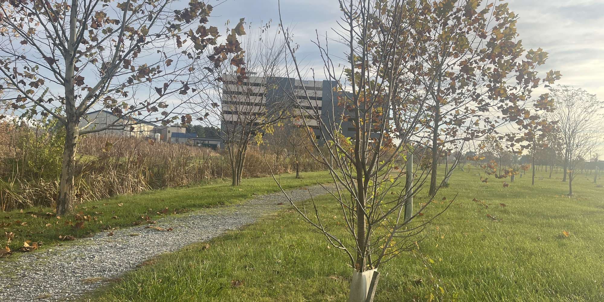 Second image to compare