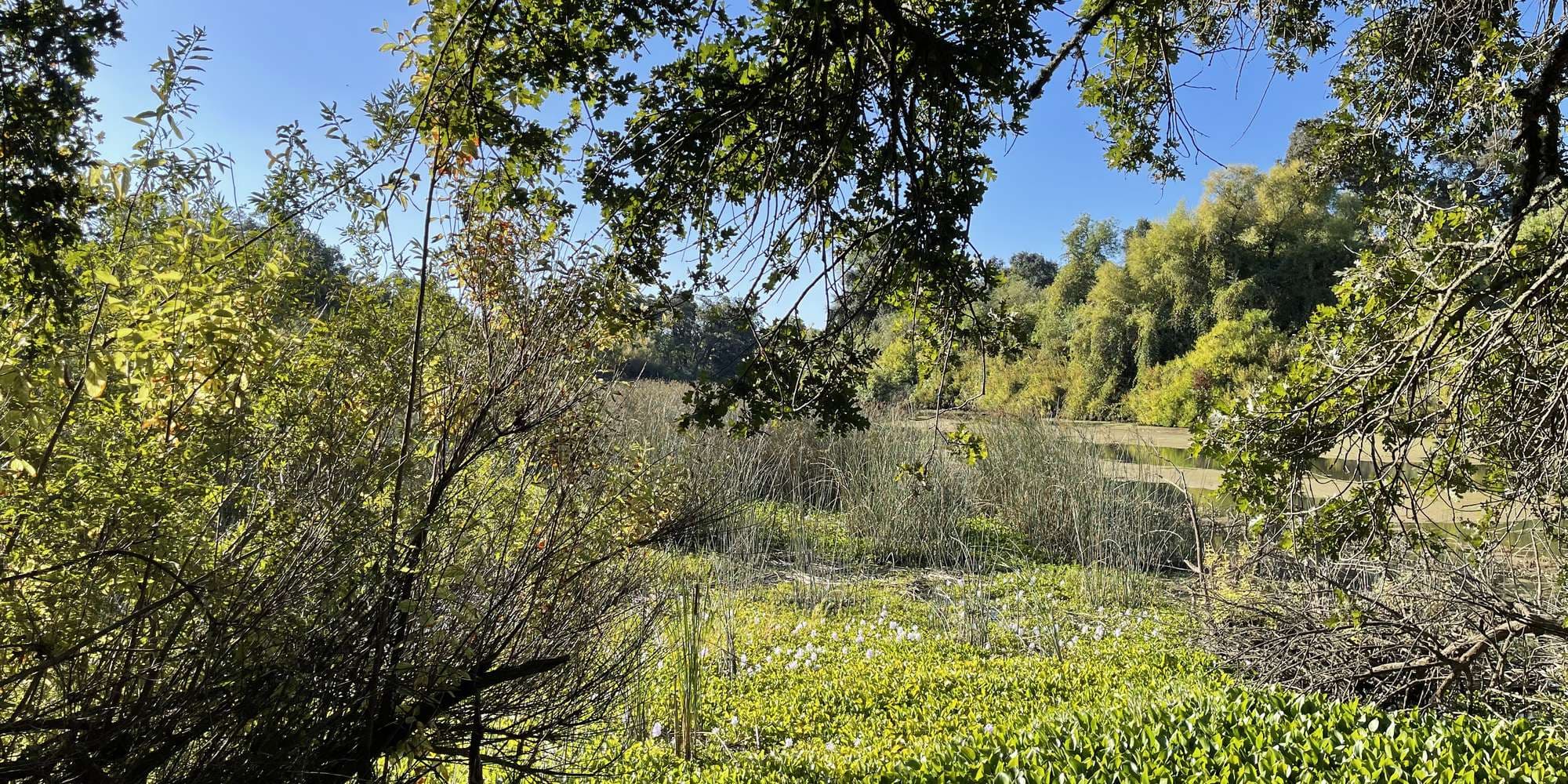 First image to compare