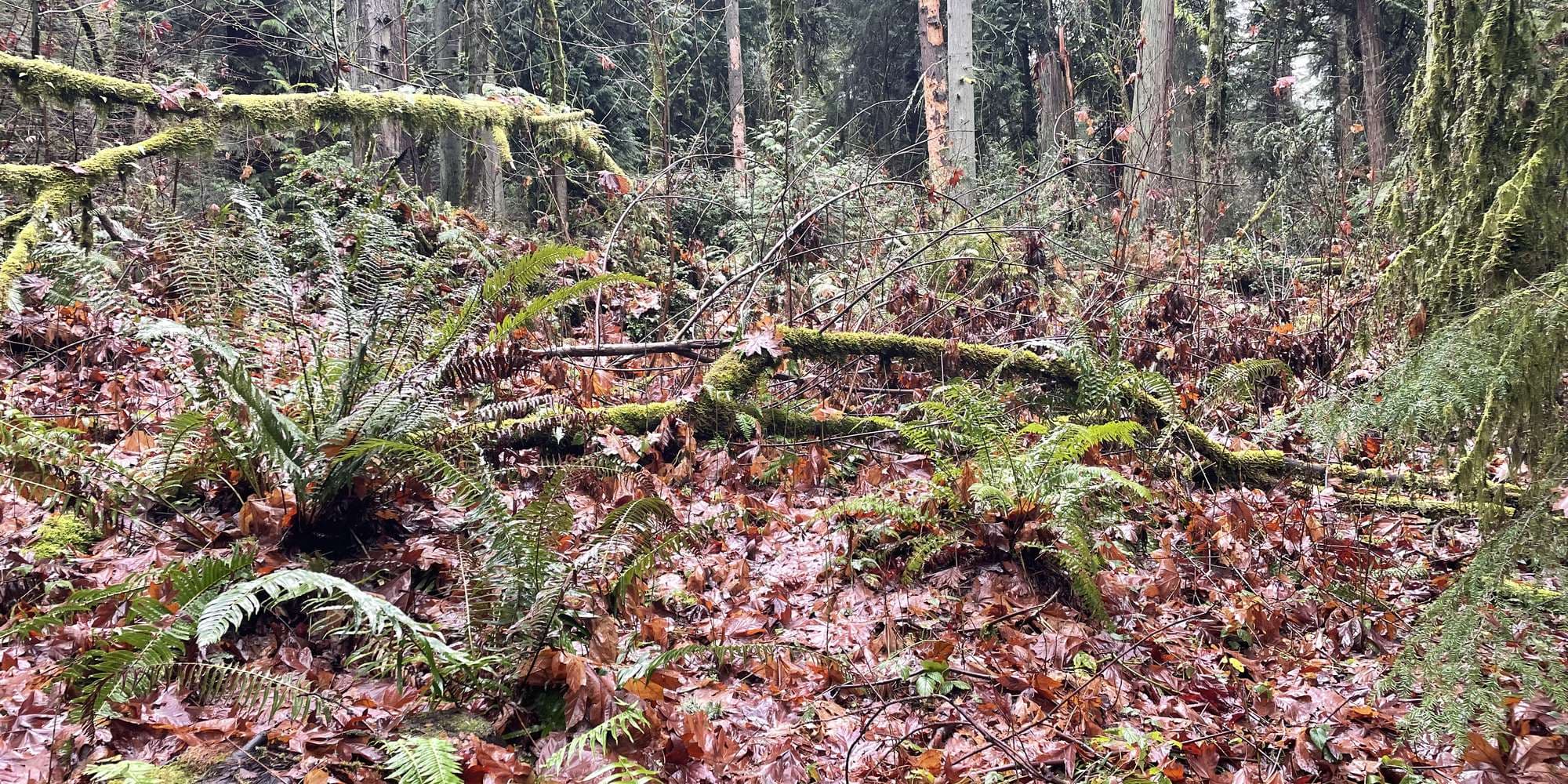 Second image to compare