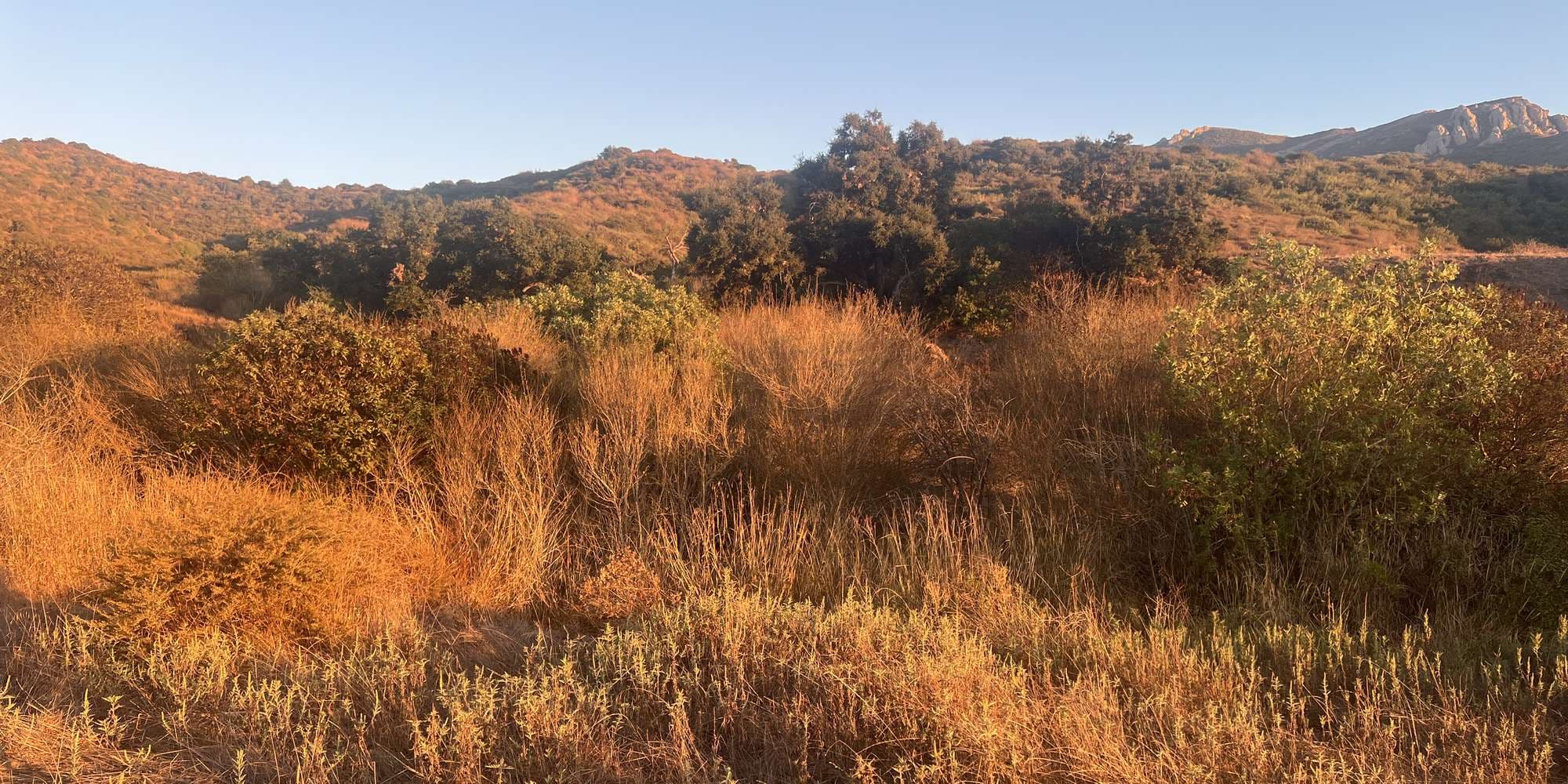 Second image to compare