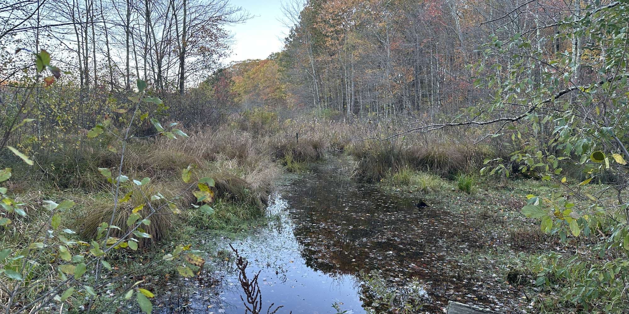 Second image to compare