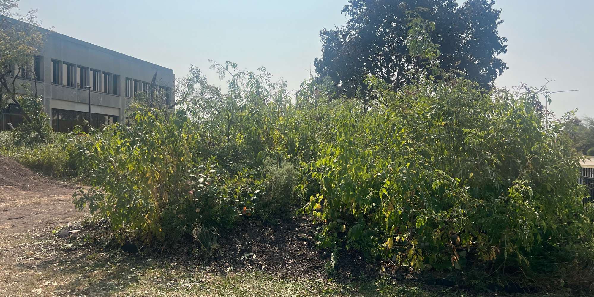 First image to compare