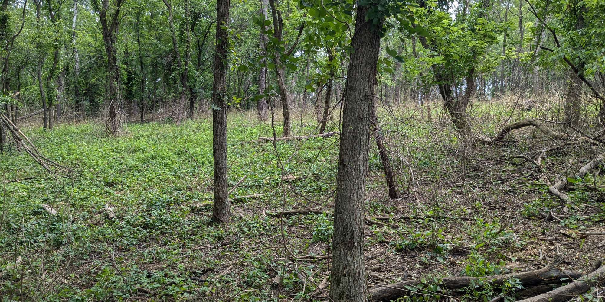 First image to compare