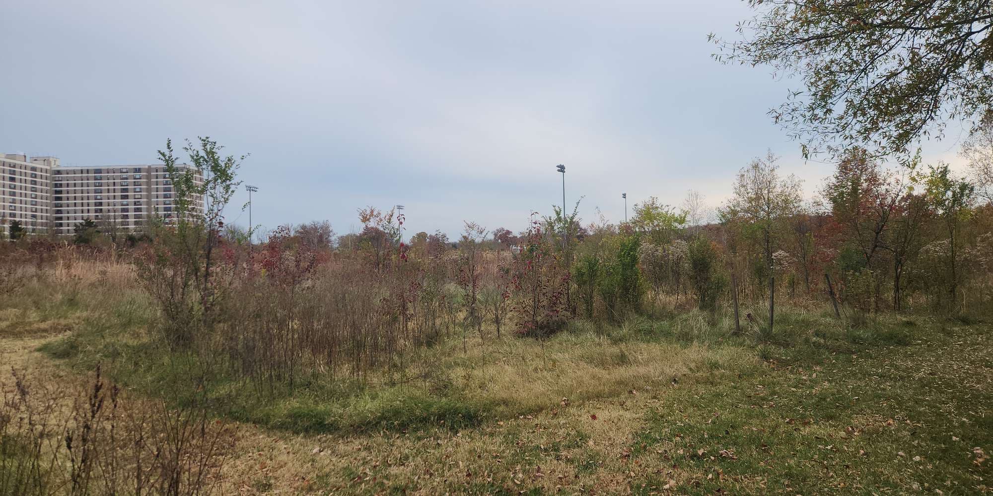 Second image to compare