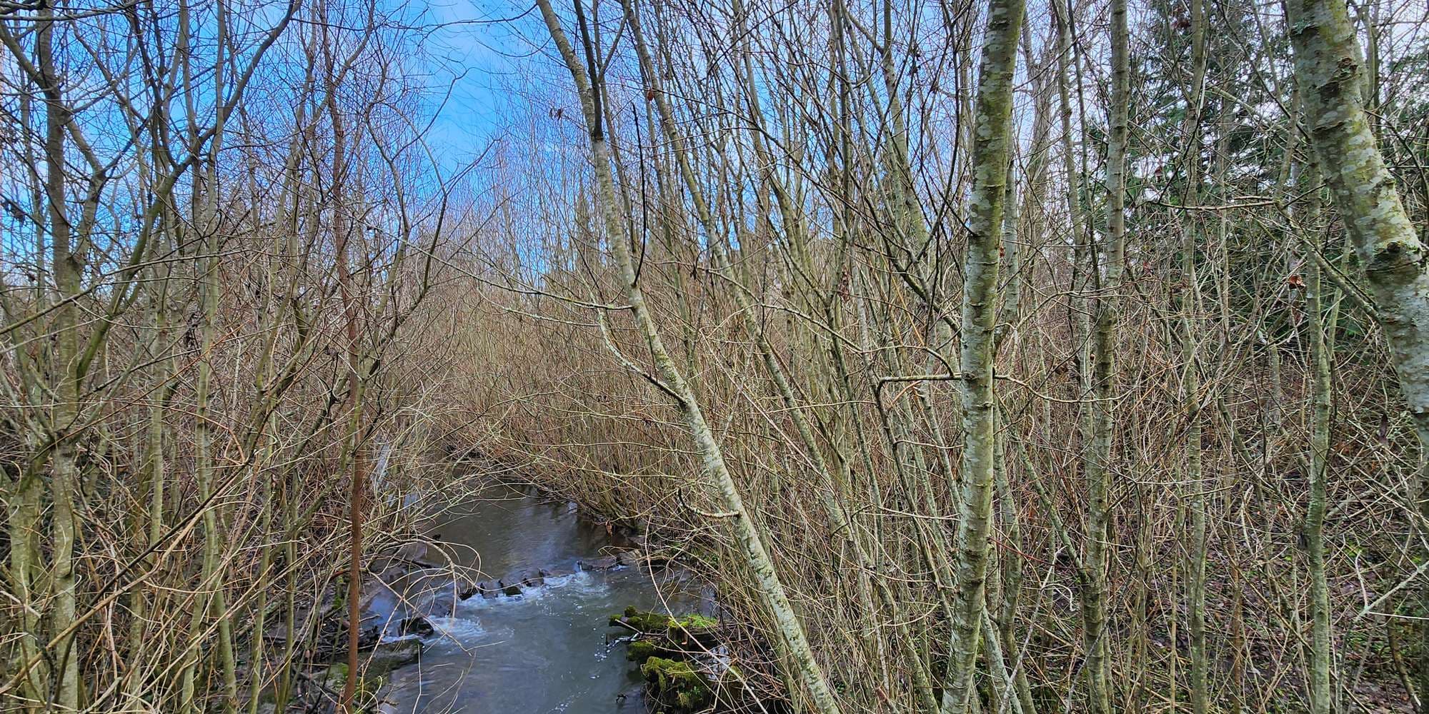 Second image to compare