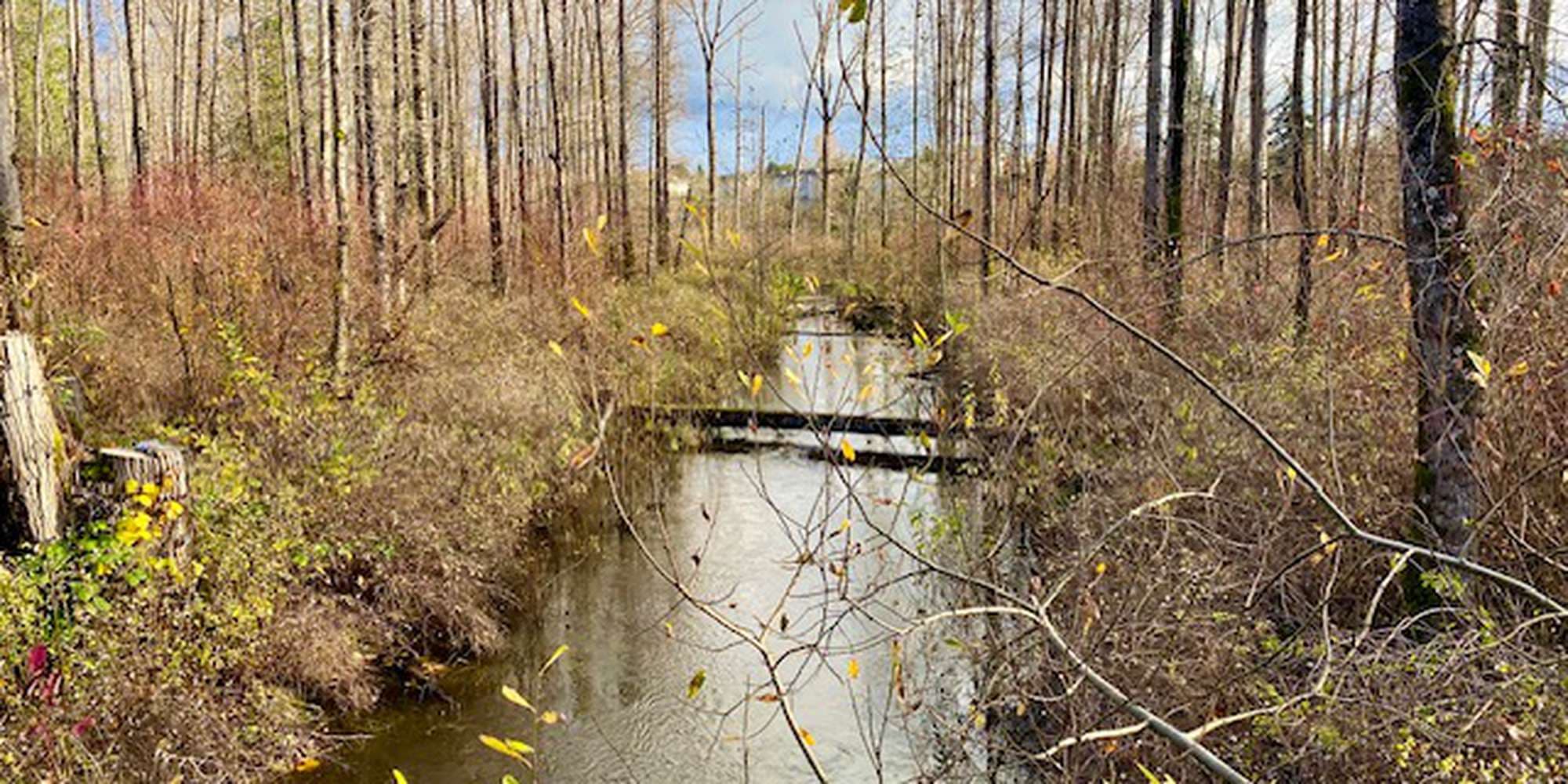 Second image to compare