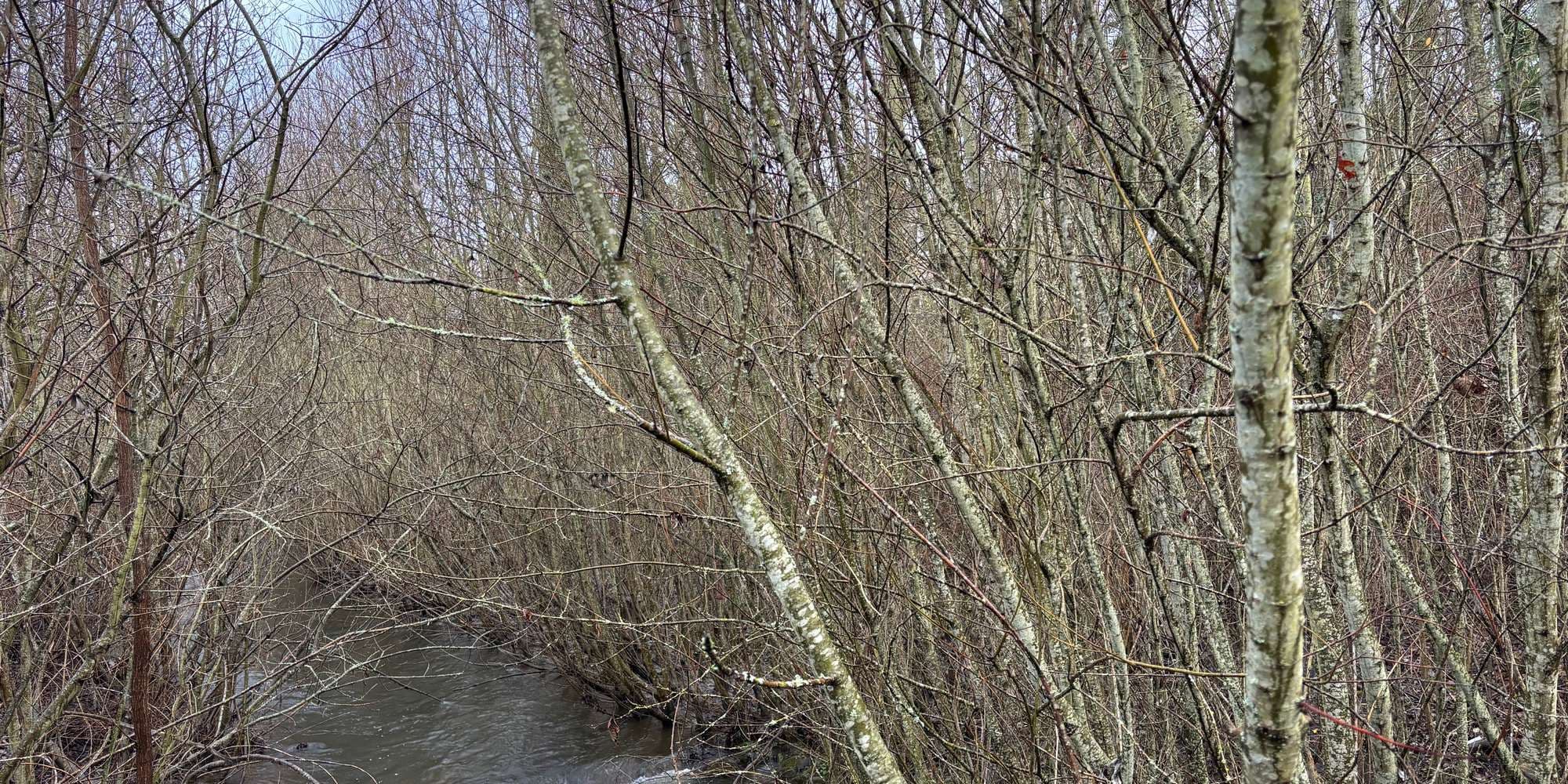 Second image to compare