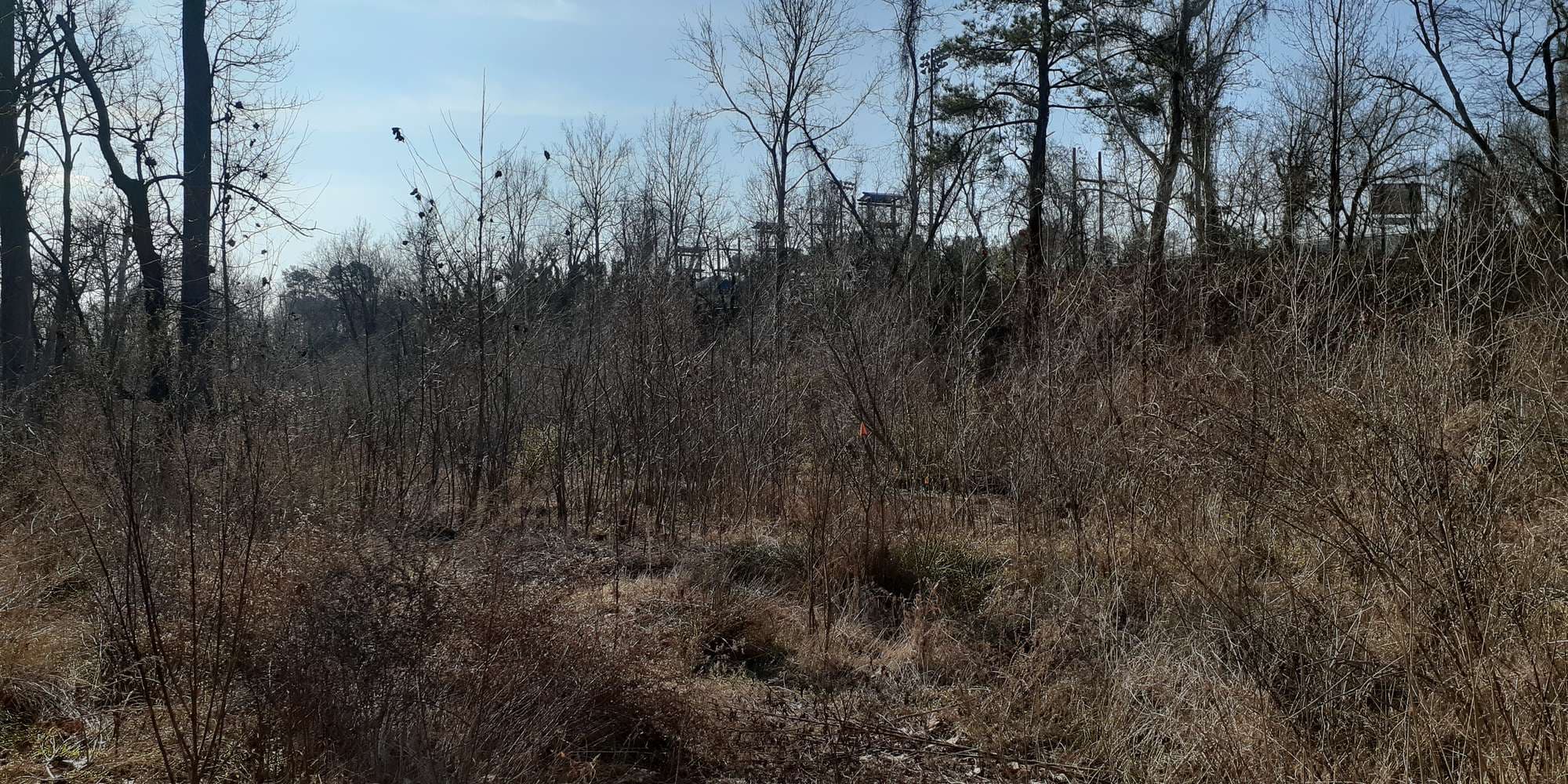 Second image to compare