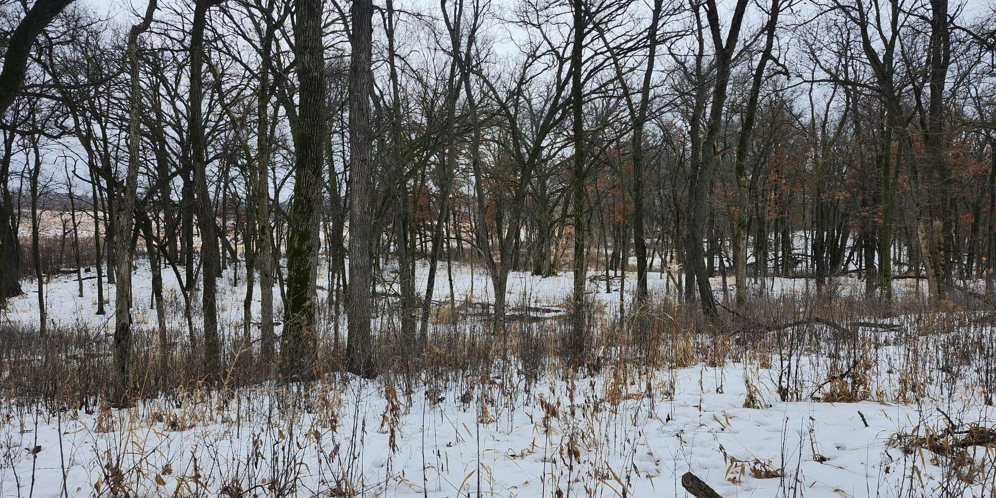 Second image to compare