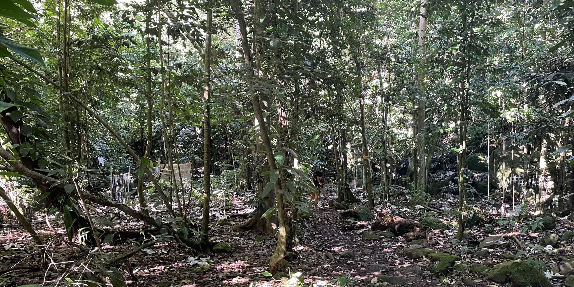 Second image to compare