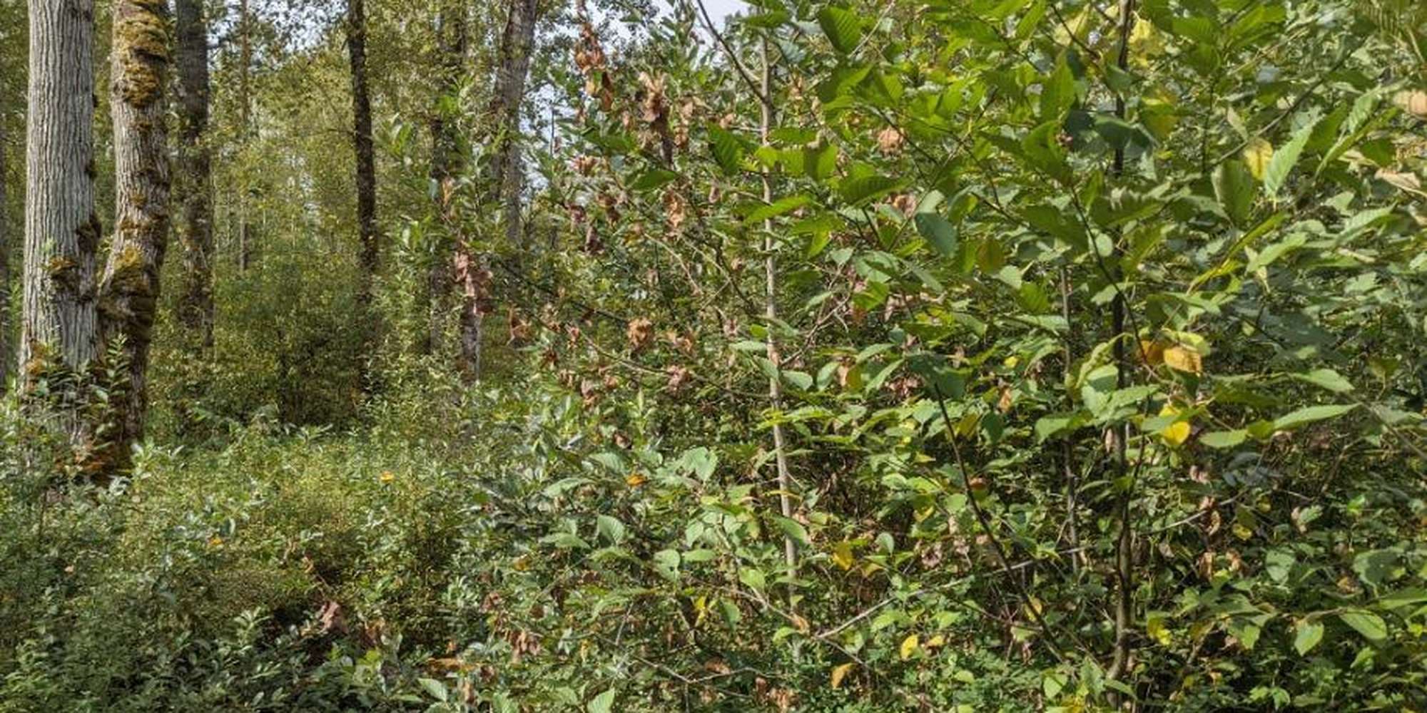 First image to compare