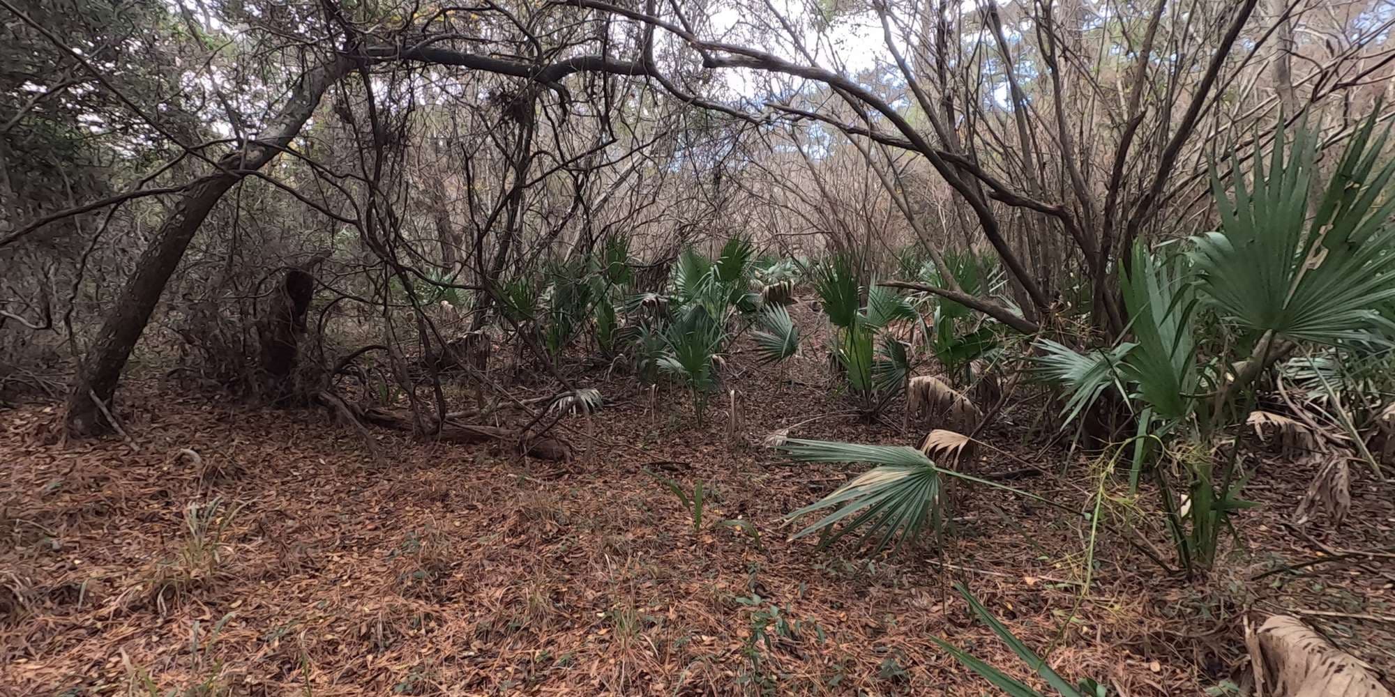 Second image to compare