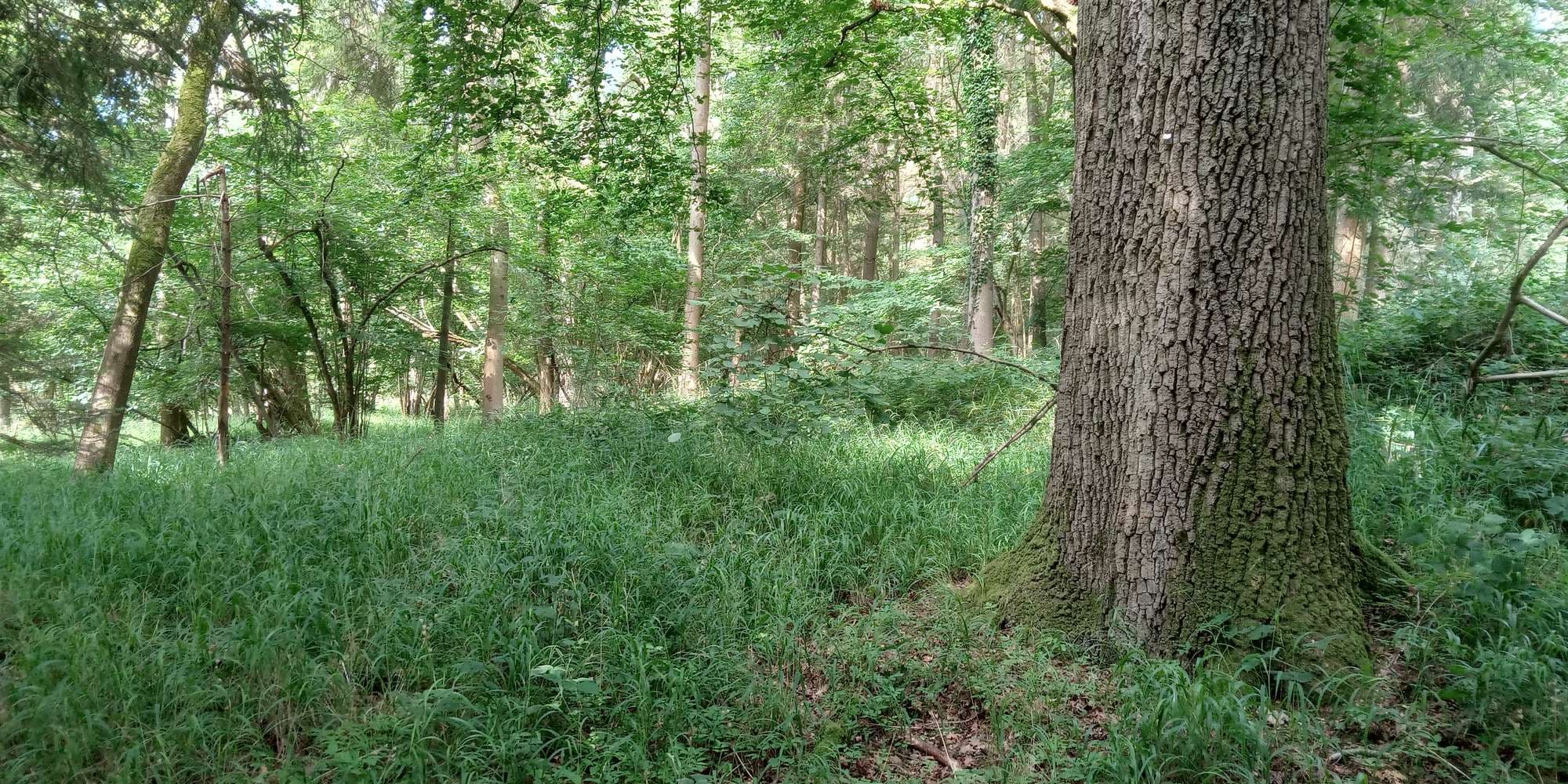 Second image to compare