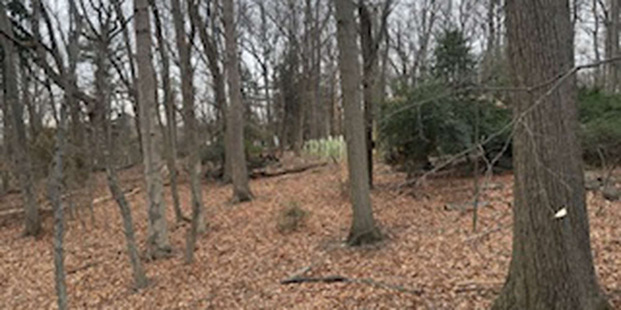 Second image to compare