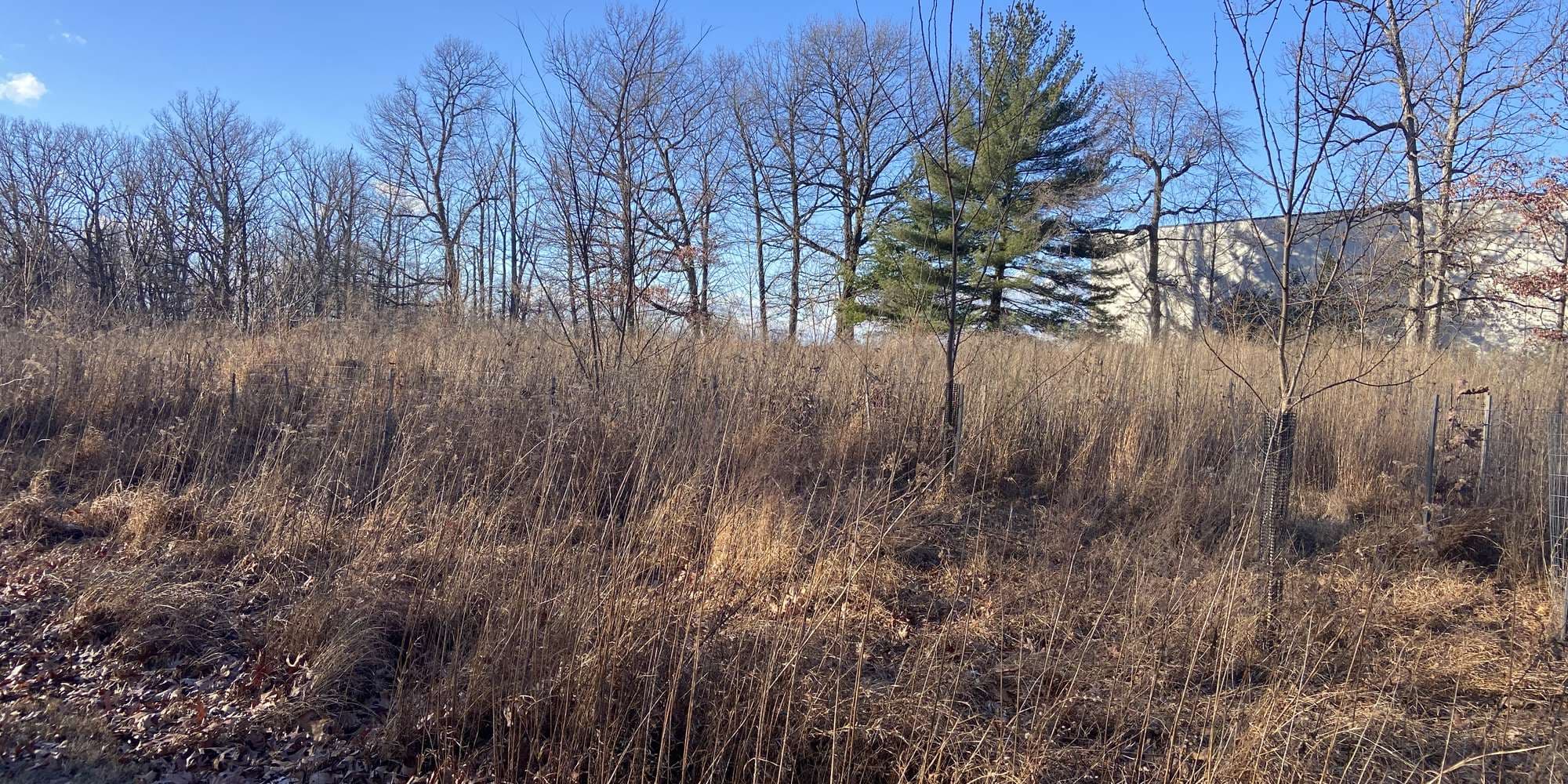 Second image to compare