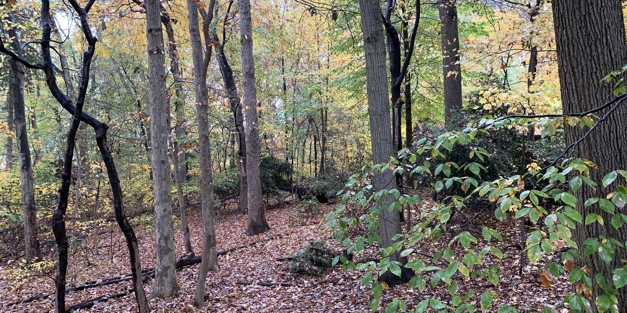 First image to compare