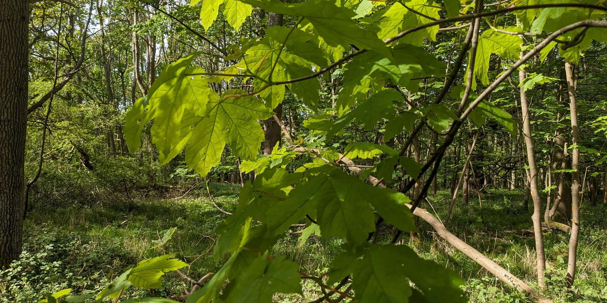 Second image to compare