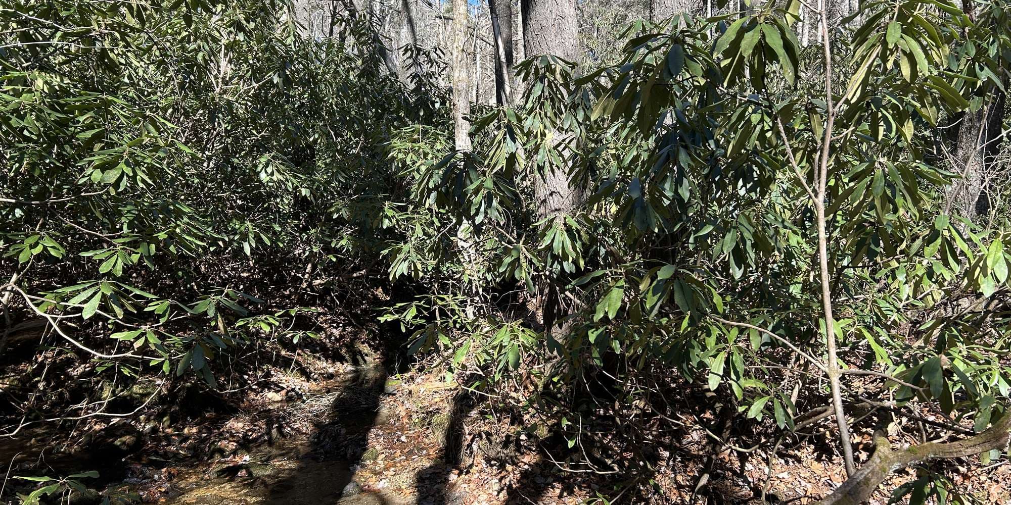 Second image to compare