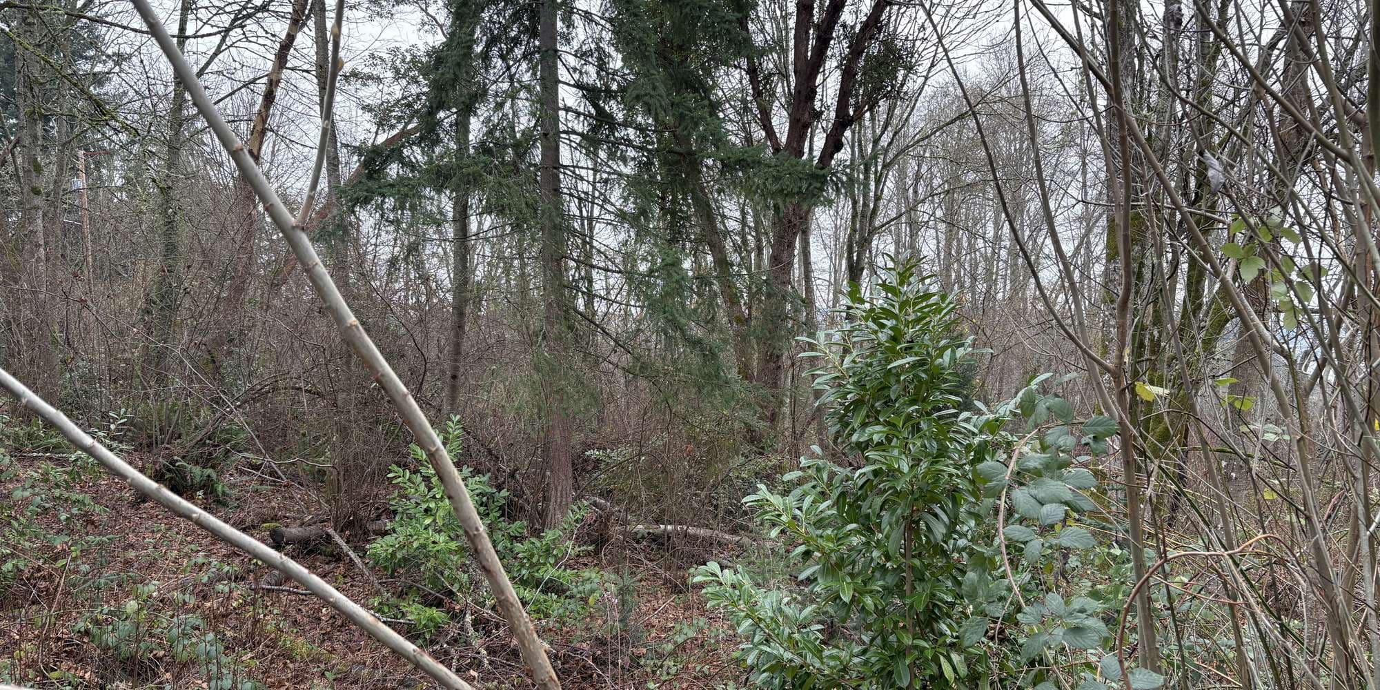 Second image to compare