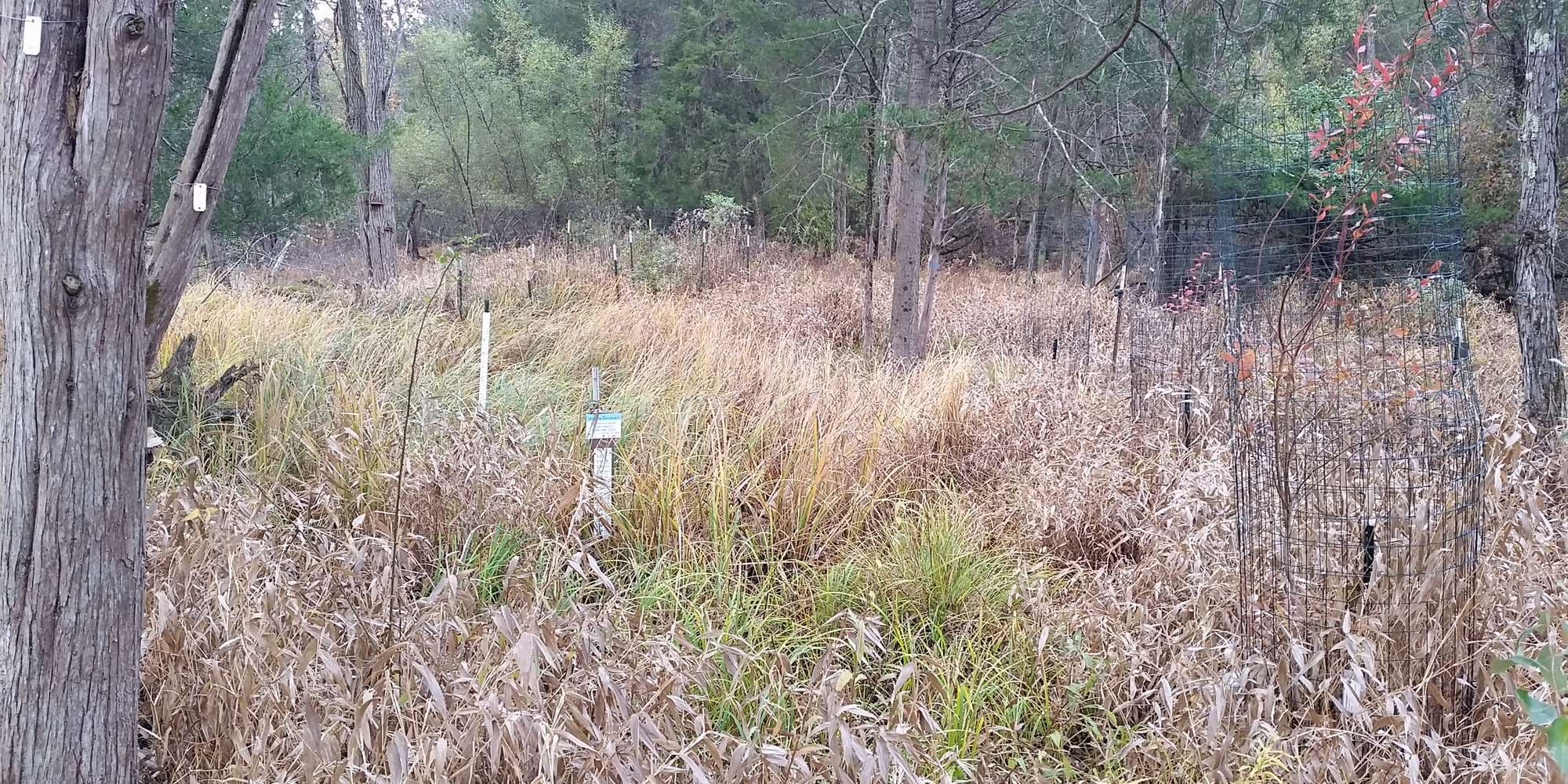 Second image to compare