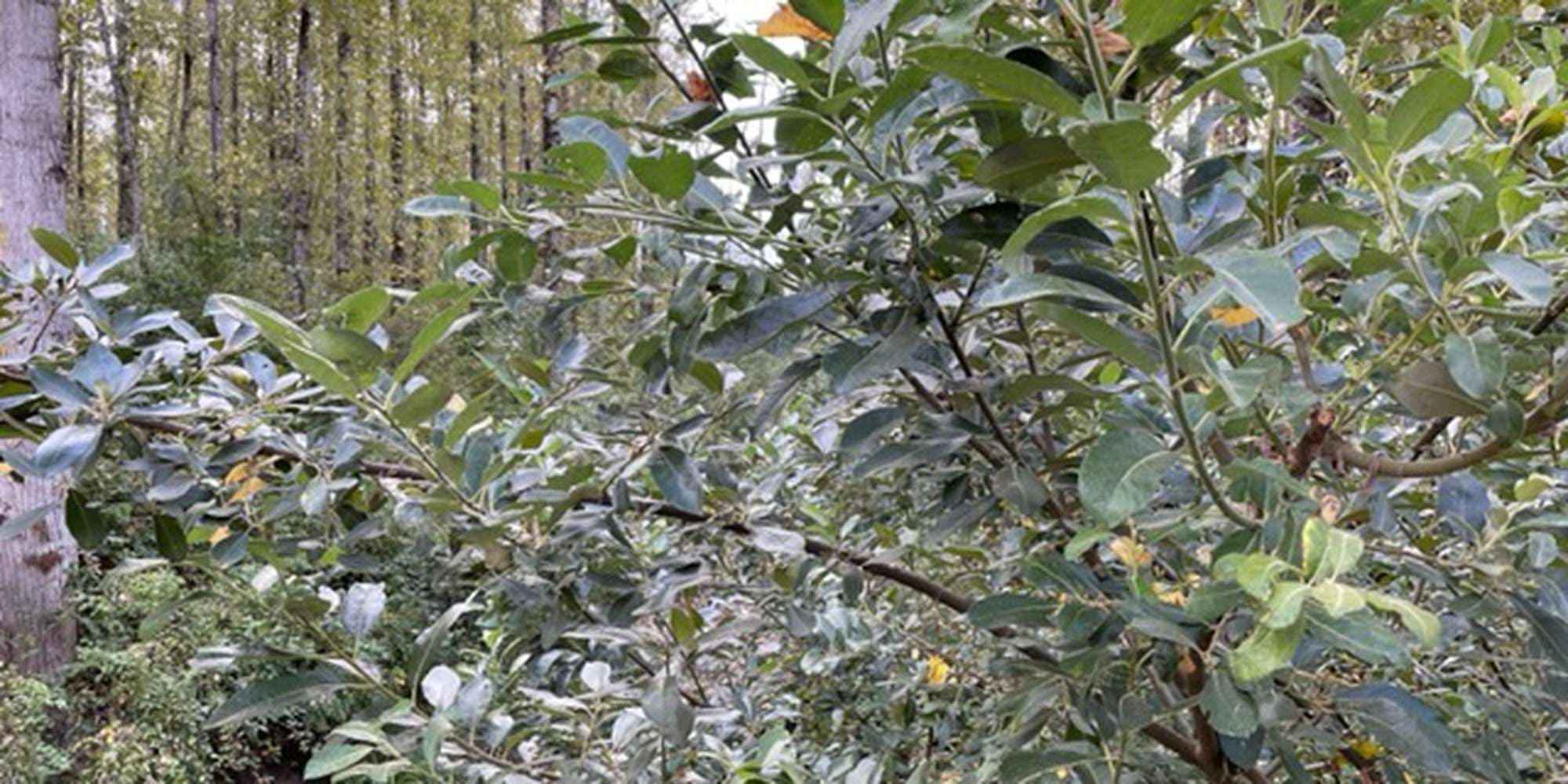 First image to compare