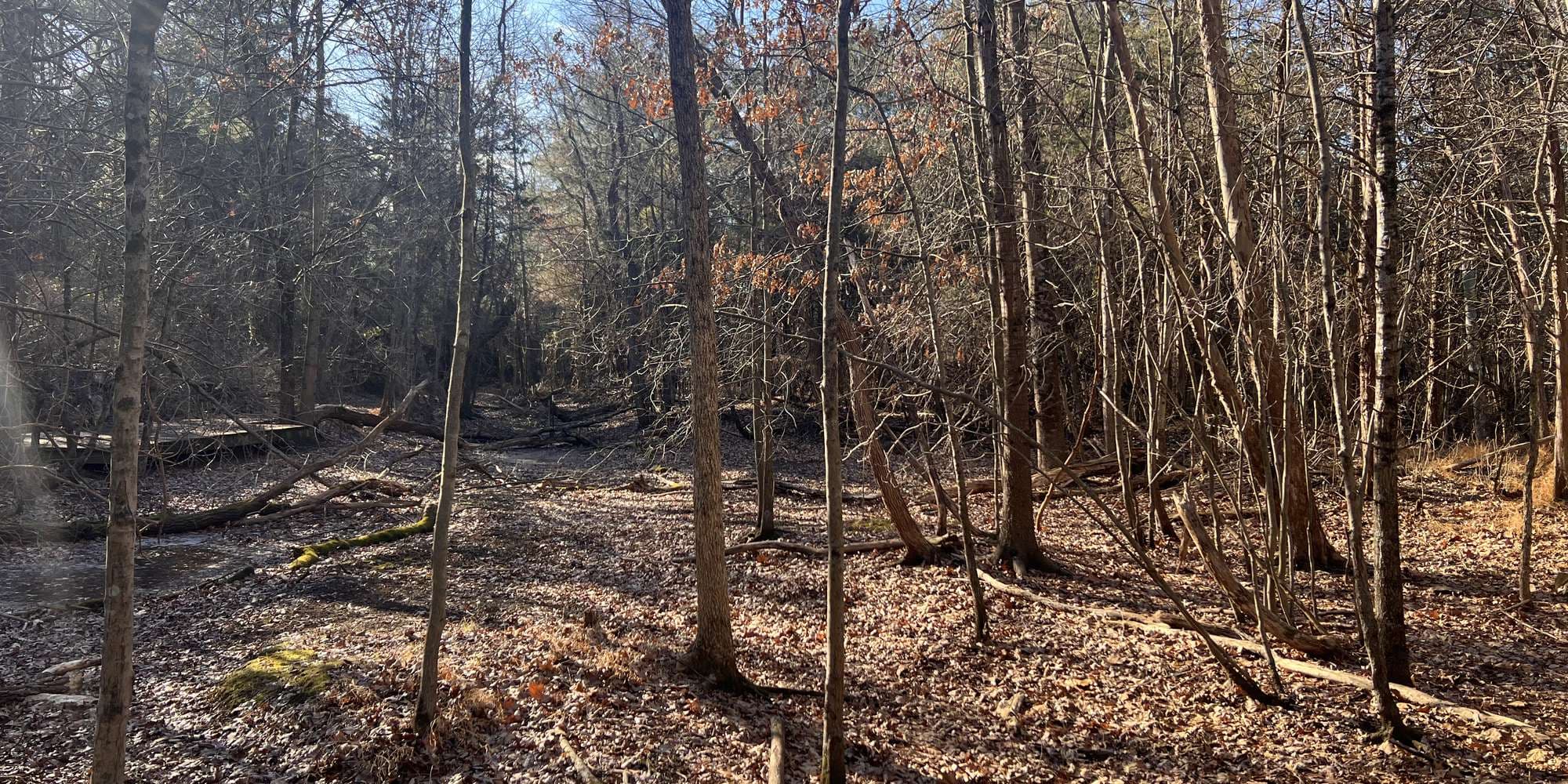 Second image to compare