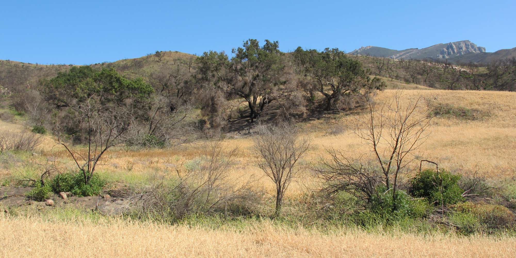 First image to compare