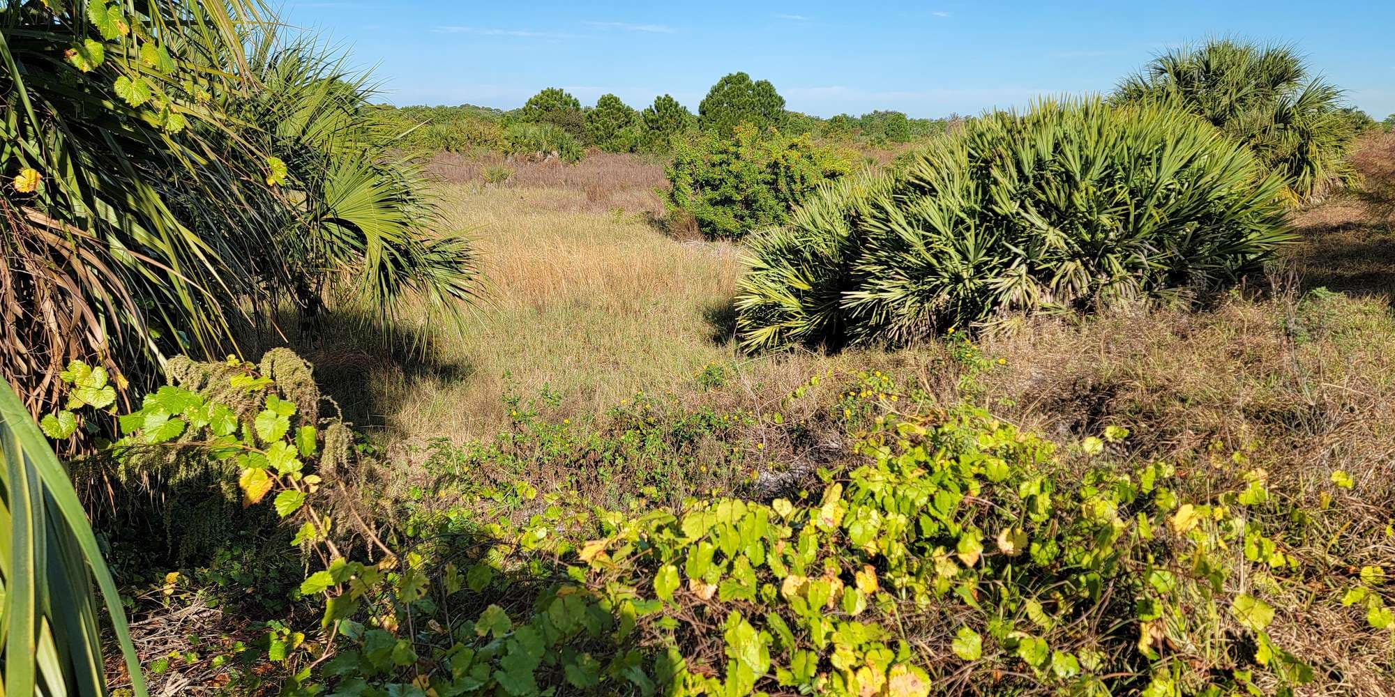 Second image to compare