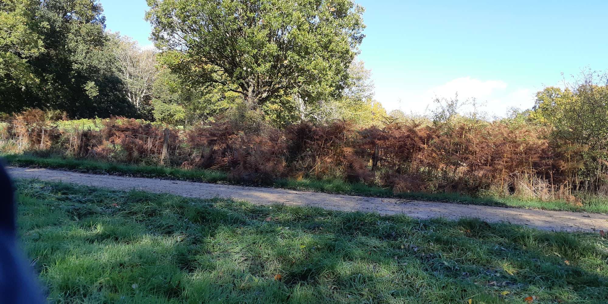 Second image to compare