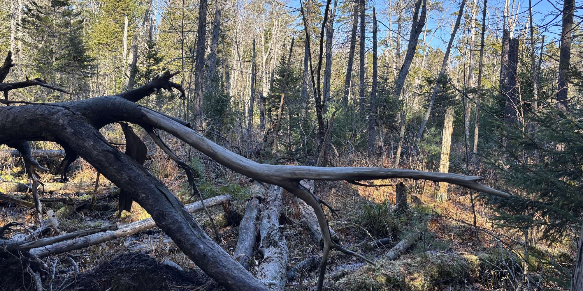 Second image to compare