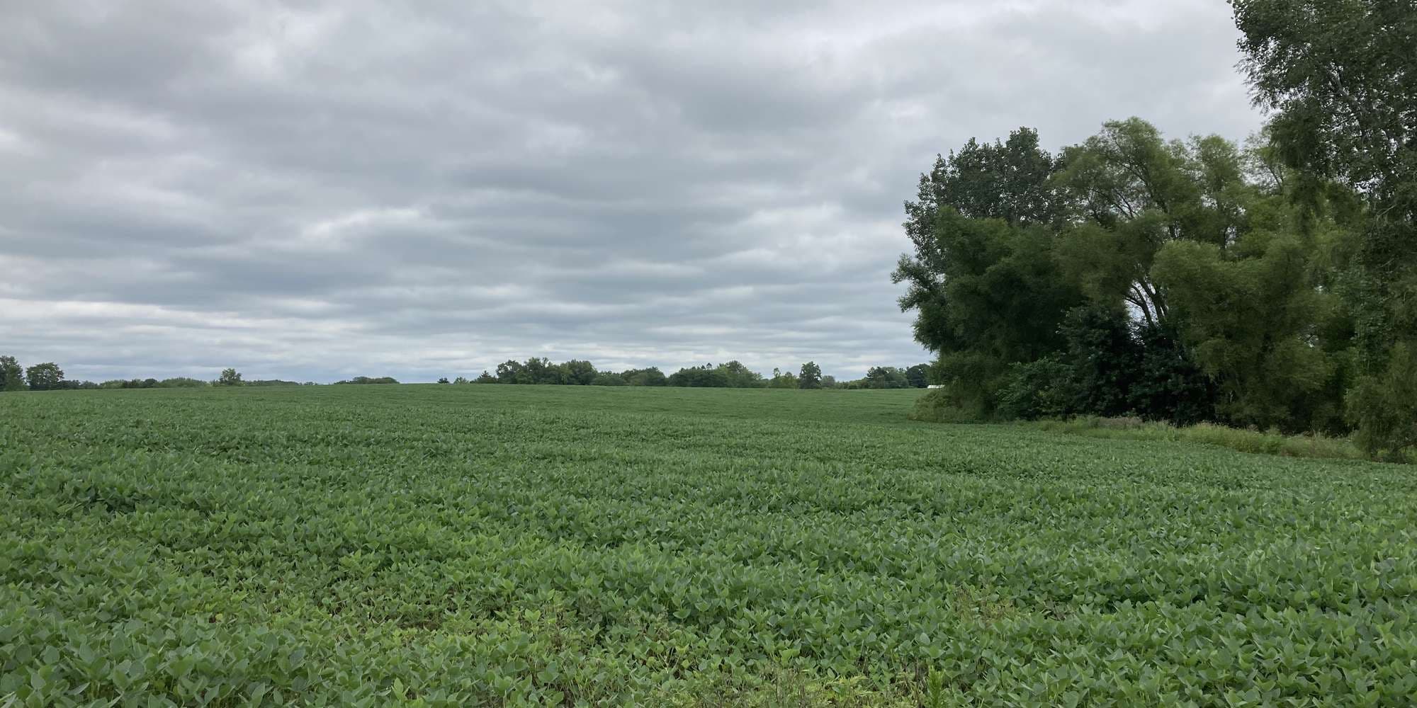 Second image to compare