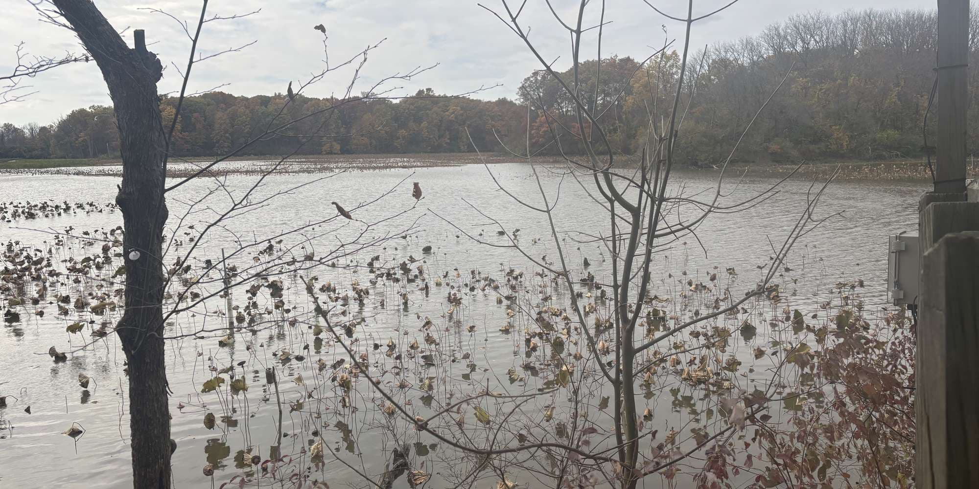 Second image to compare