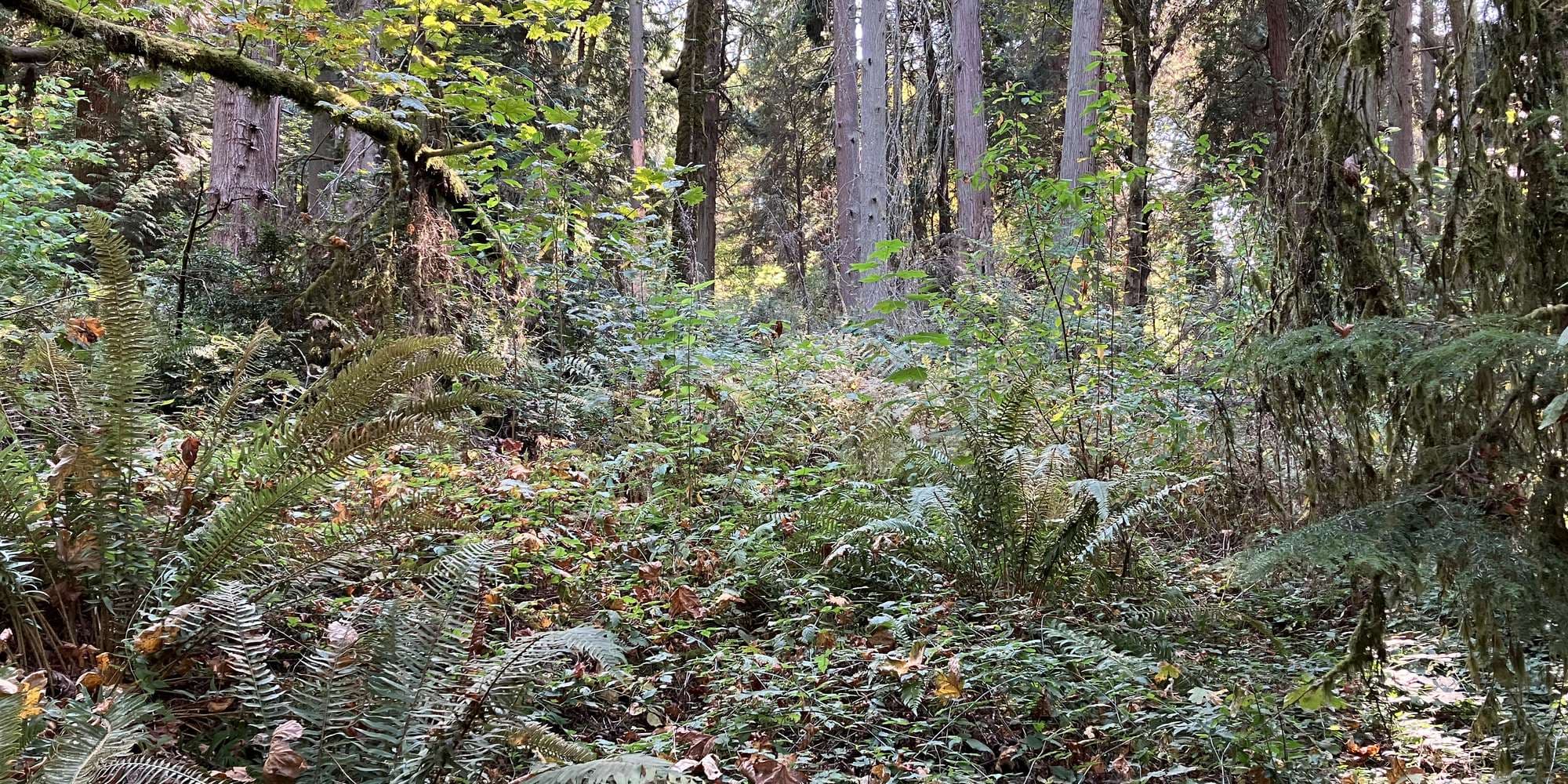 First image to compare