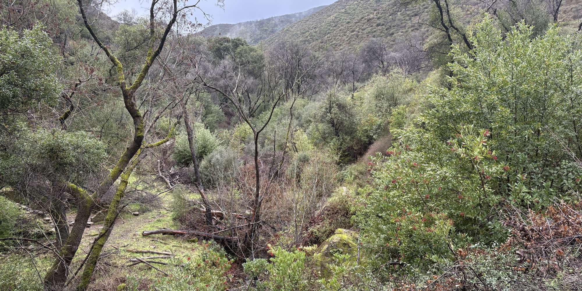 Second image to compare