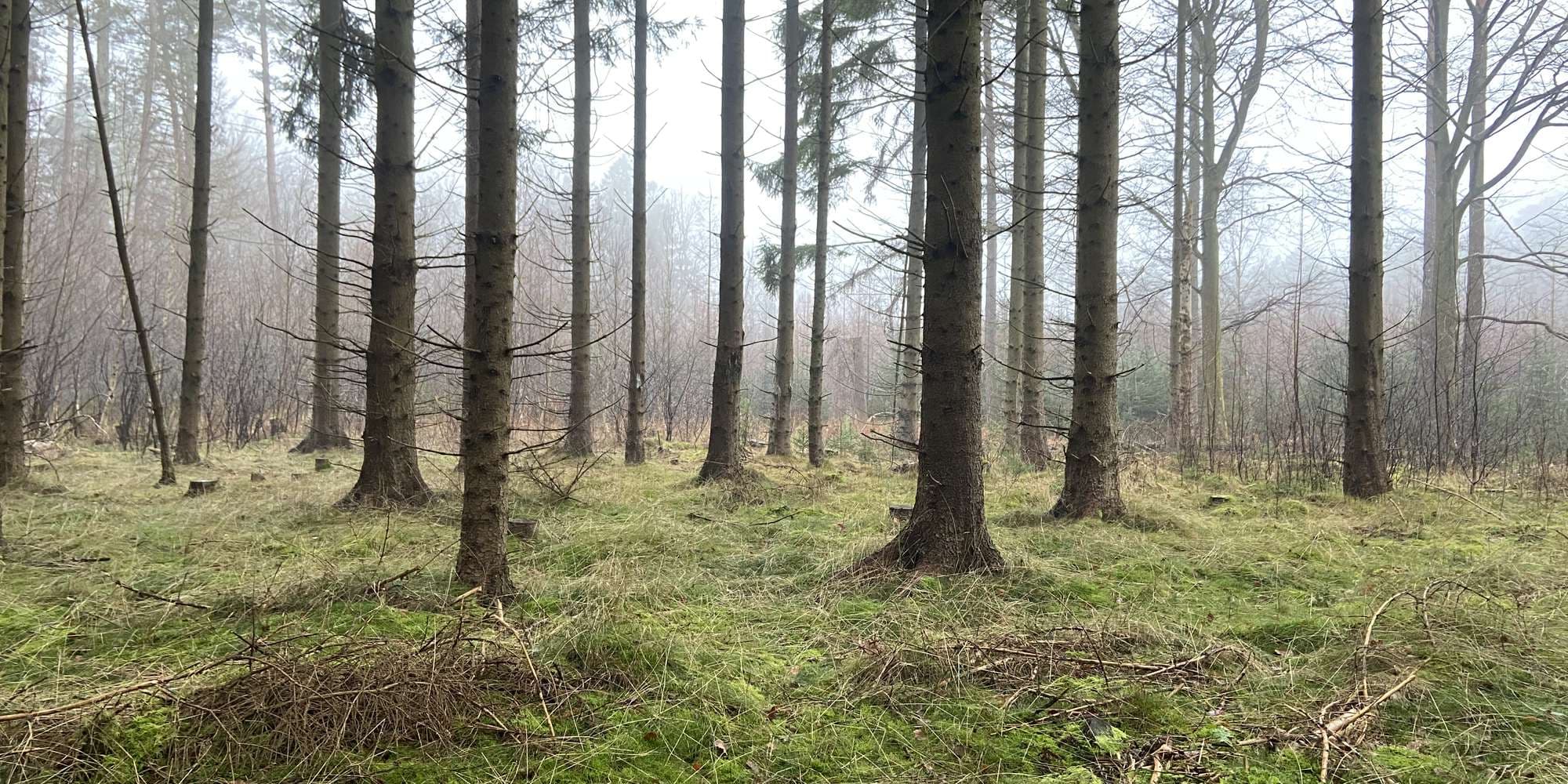 Second image to compare