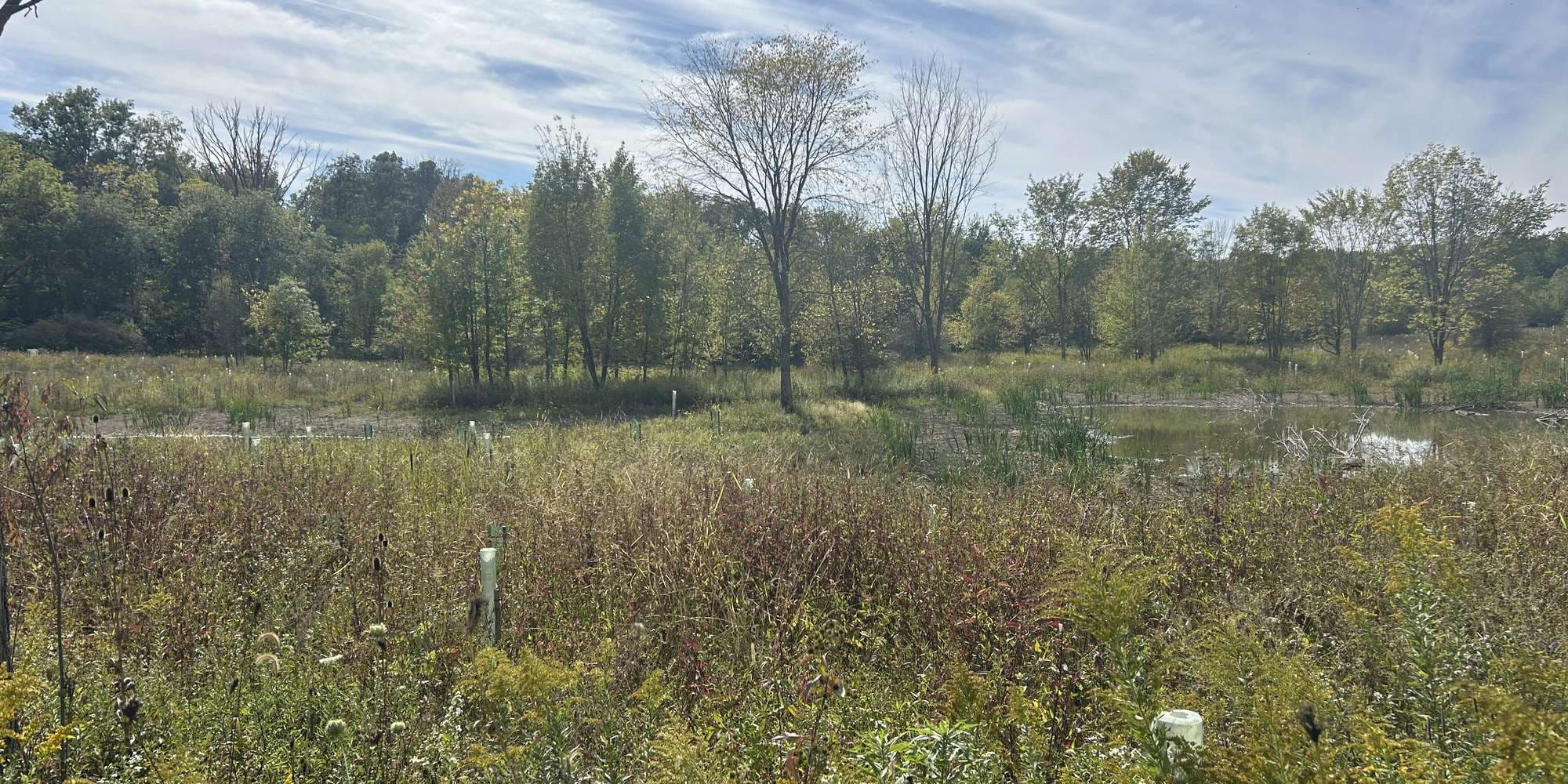 Second image to compare