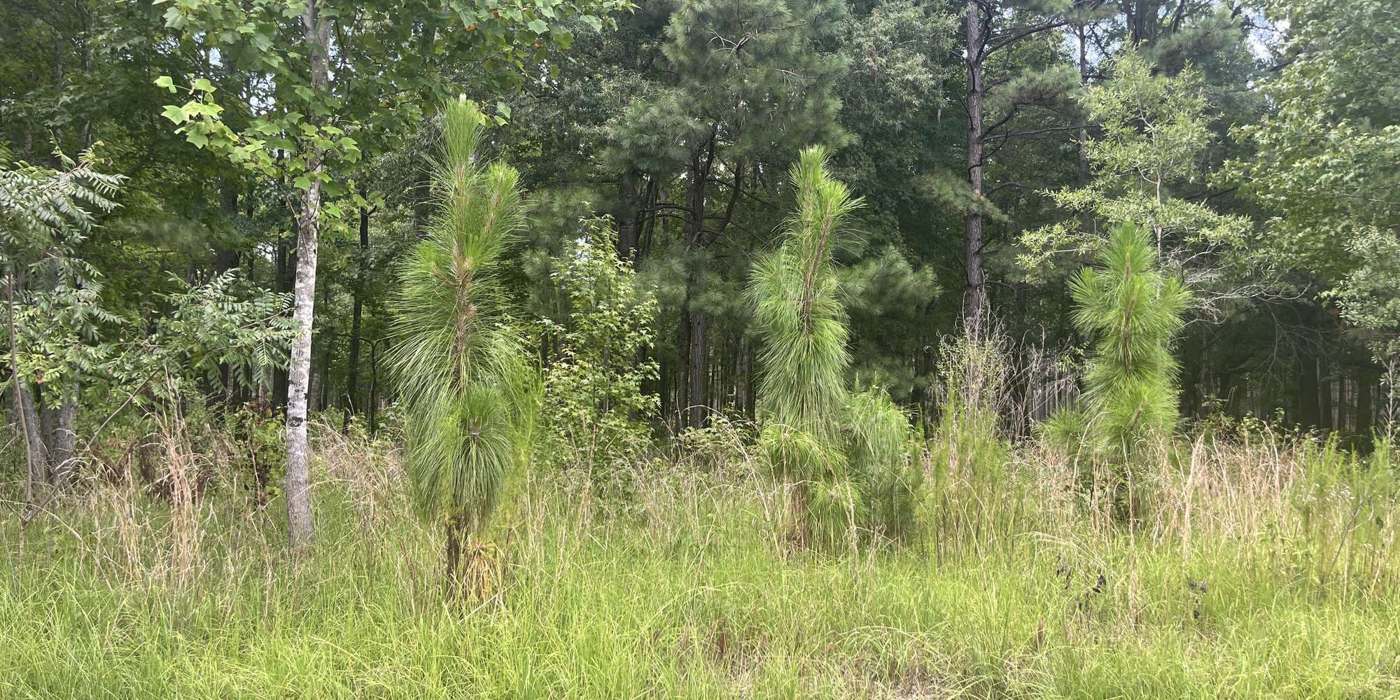 First image to compare