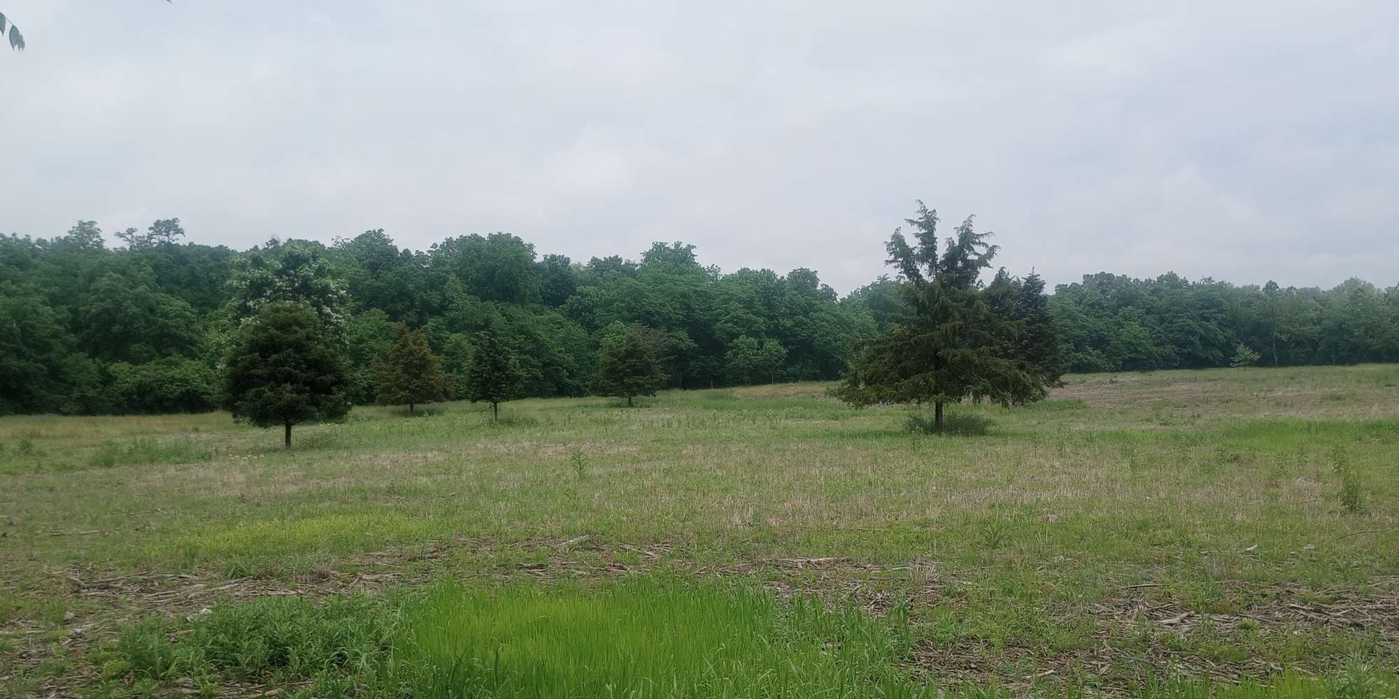 Second image to compare